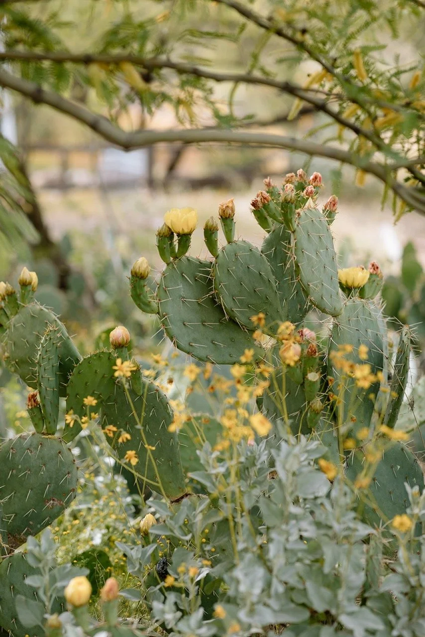 Saguaro Guest Ranch Wedding _ Val Photo Co-10_websize Large.jpeg