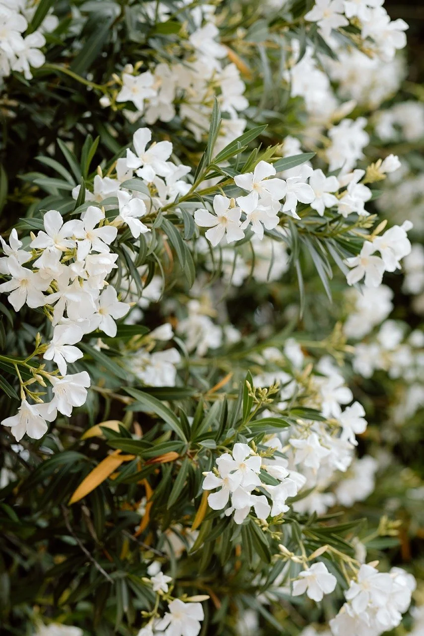 Saguaro Guest Ranch Wedding _ Val Photo Co-54_websize Large.jpeg