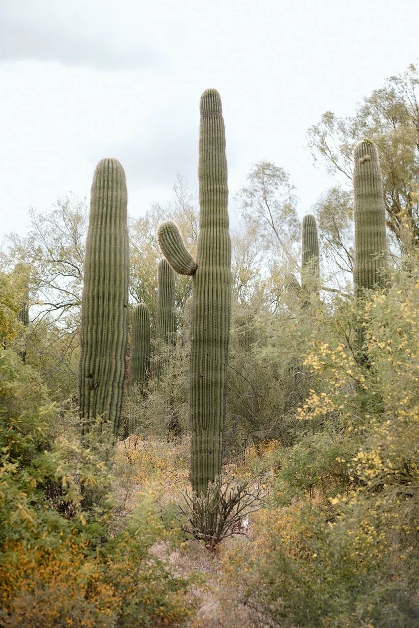 Saguaro Guest Ranch Wedding _ Val Photo Co-20_websize Large.jpeg