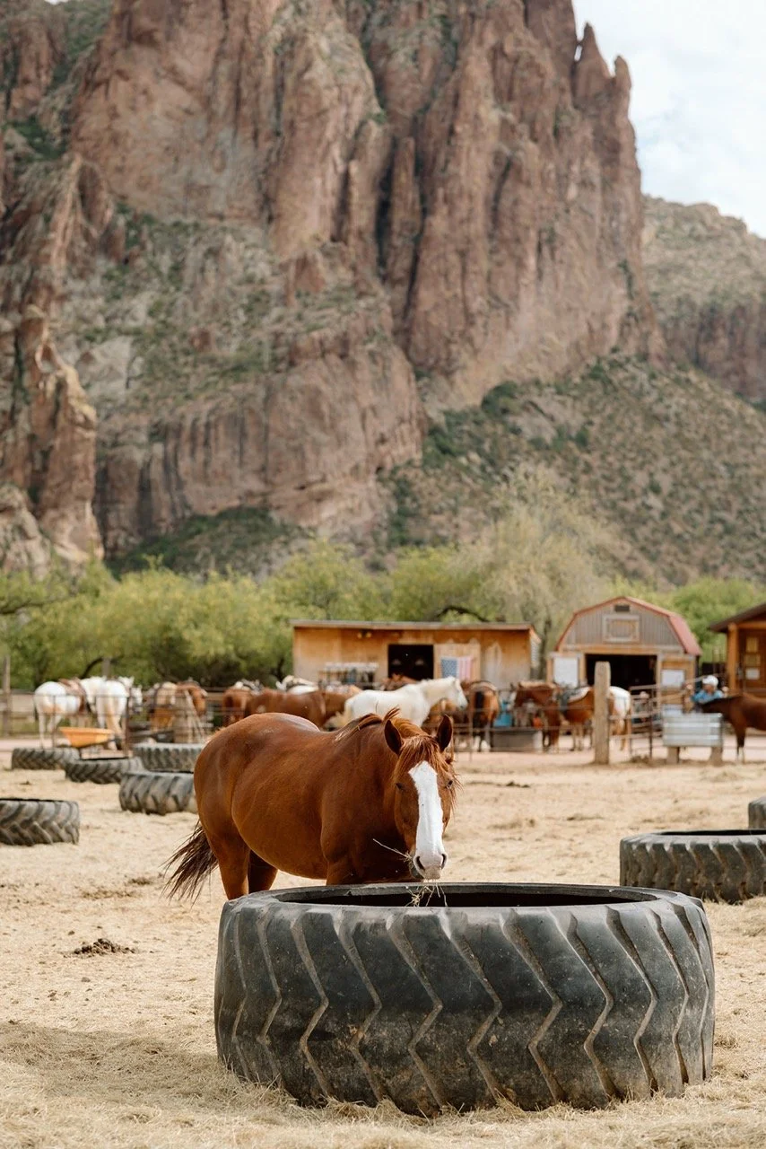 Saguaro Guest Ranch Wedding _ Val Photo Co-24_websize Large.jpeg