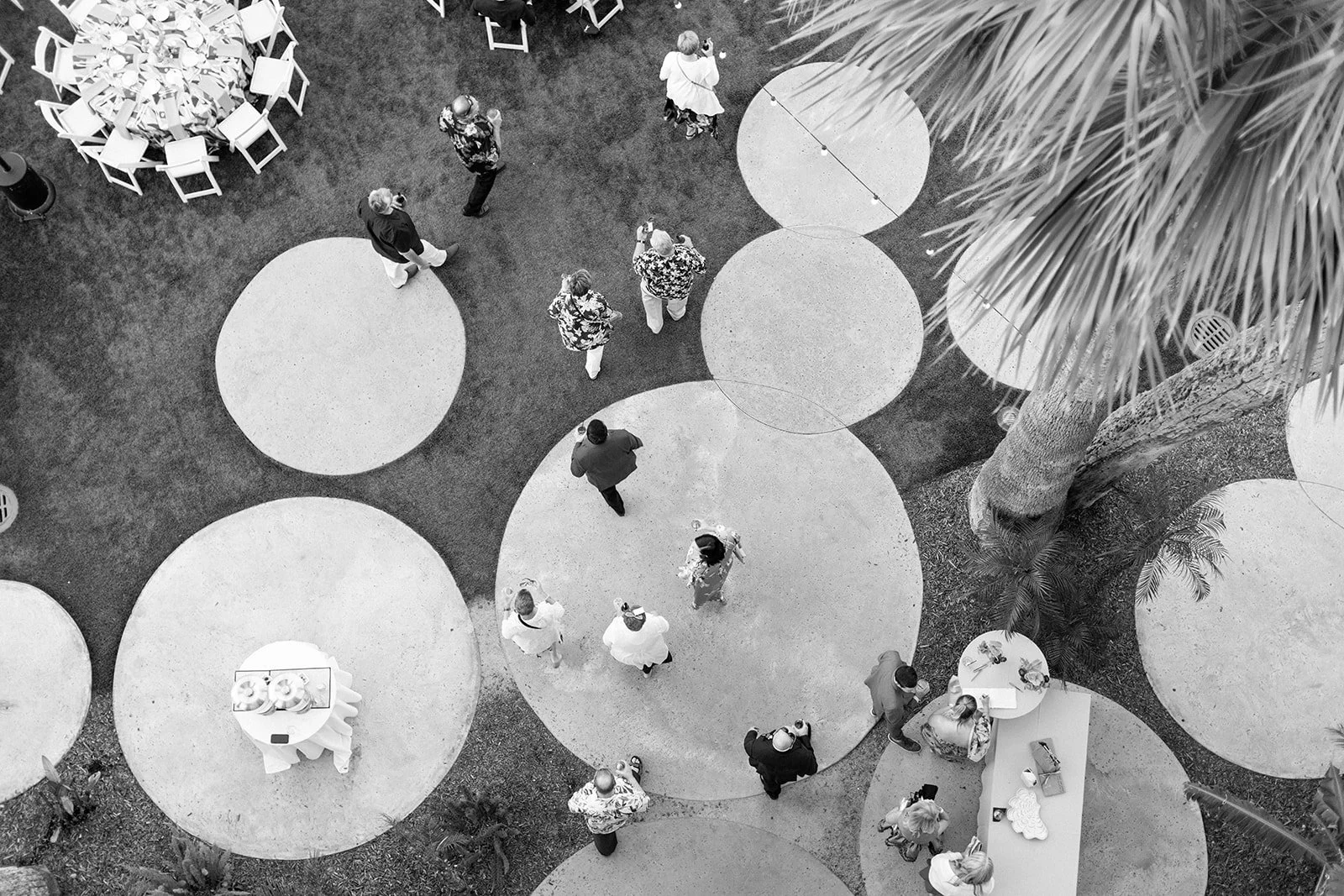 Black-and-white aerial view of people standing and walking on circular concrete pads and grass at an outdoor event, with a large palm tree and scattered chairs.