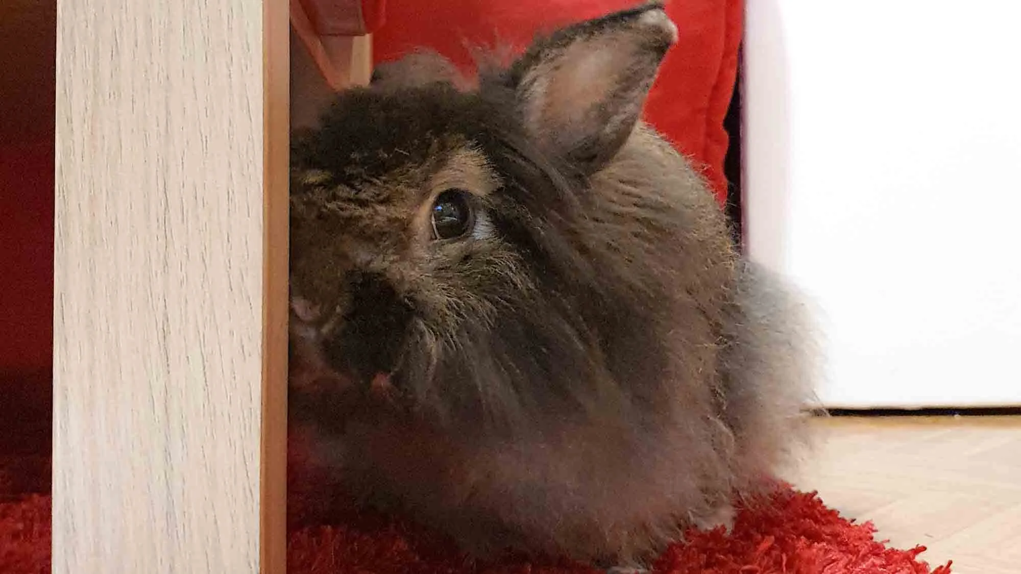 Avoir un lapin à la maison