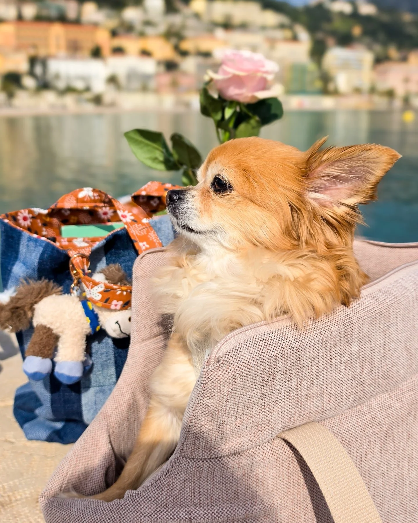 C'est elle la star 🩷🦊

&bull;▪︎&bull;▪︎&bull;▪︎&bull;▪︎&bull;▪︎&bull;▪︎&bull;▪︎&bull; 
#justeEdelyne #frenchrivieraguide #visitcotedazur #creatricedecontenu #blogueuselifestyle