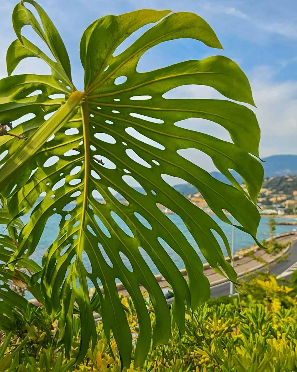 159.Menton ville jardins-Maria Serena 10.jpg