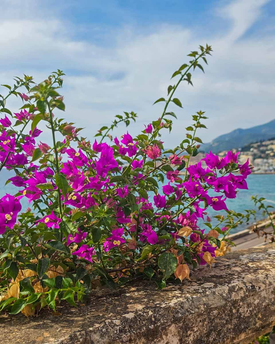 159.Menton ville jardins-Maria Serena 12.jpg