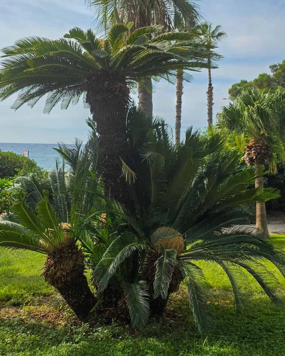 159.Menton ville jardins-Maria Serena 13.jpg