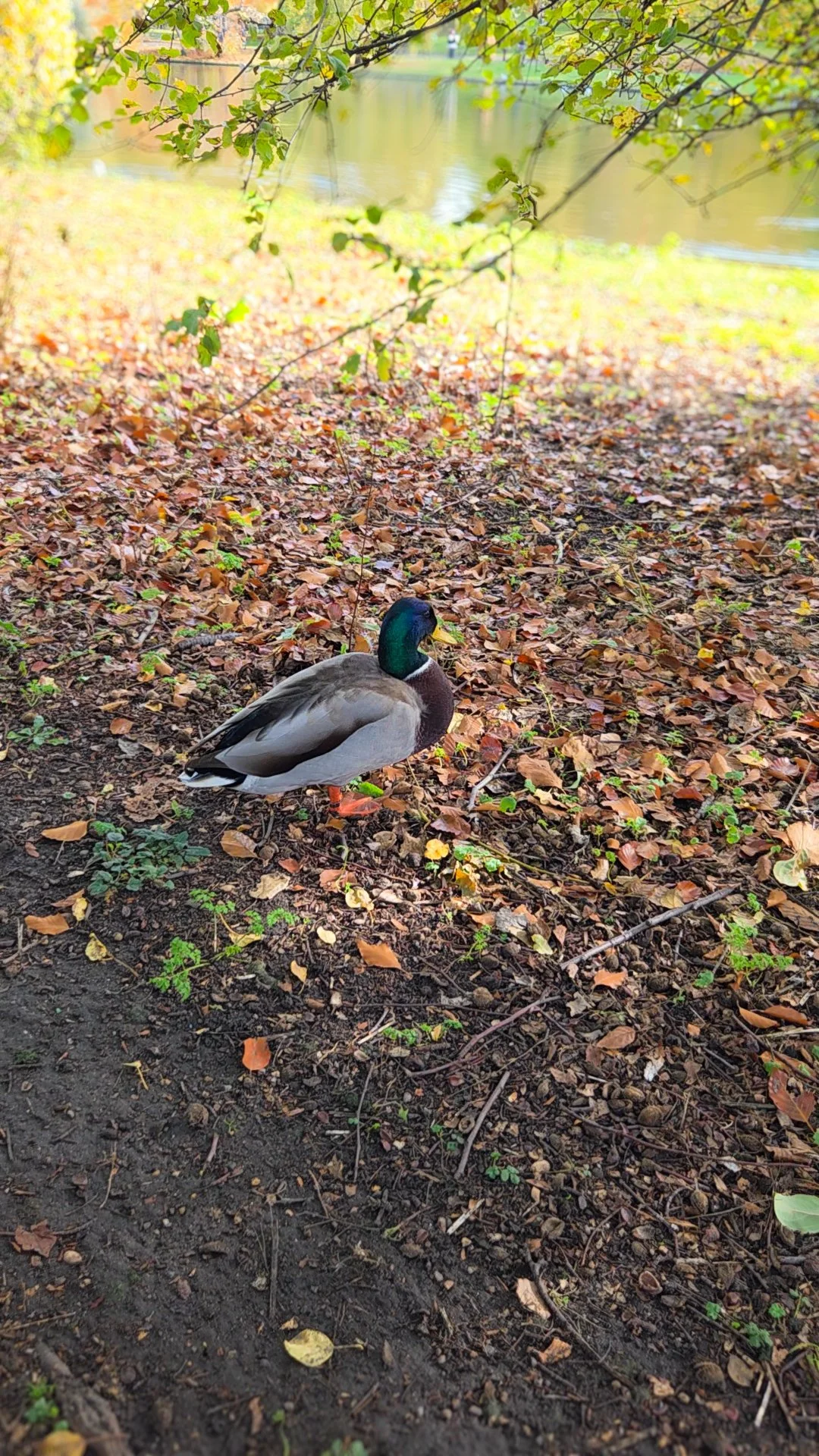 129.article de blog.Londres-St James Park-02.jpg