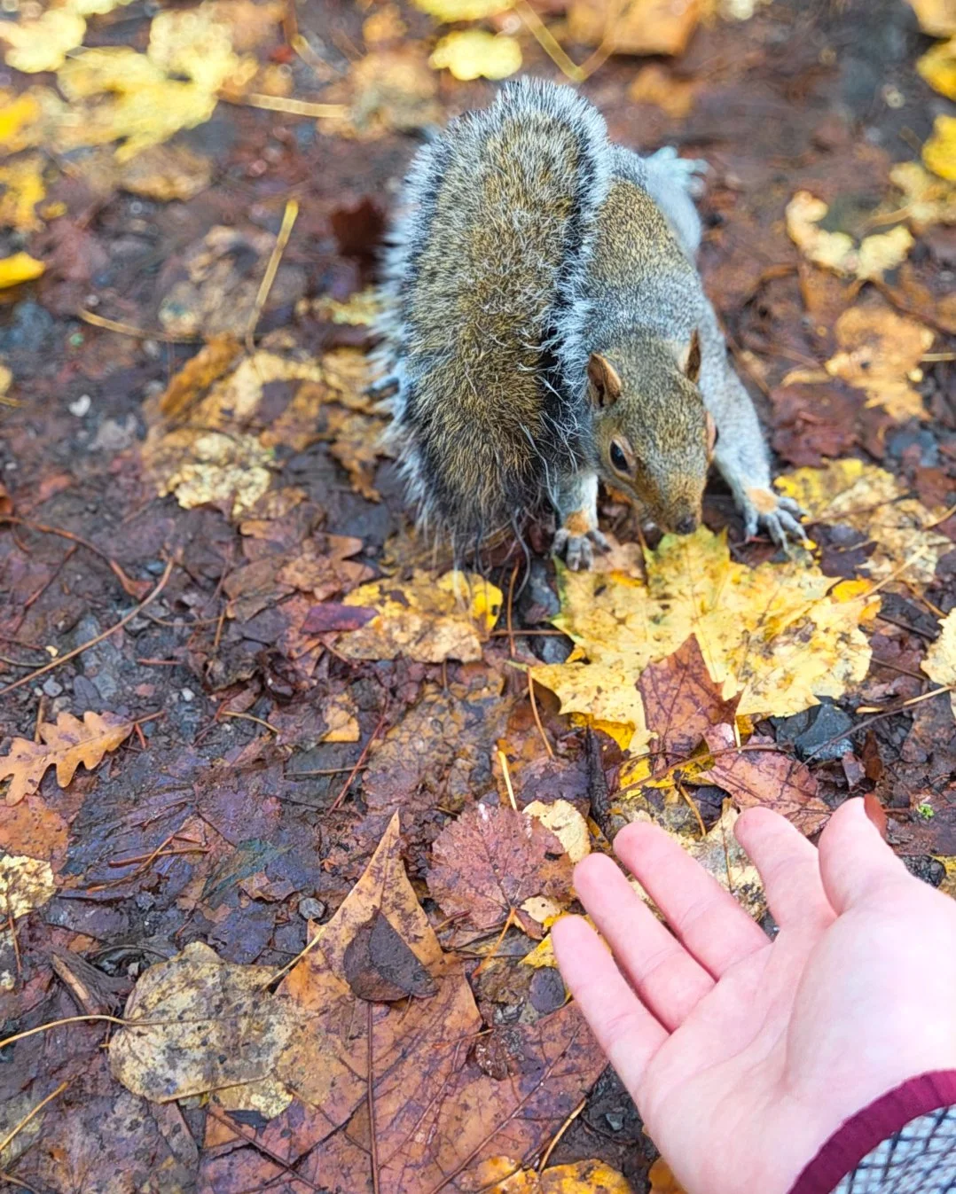 129.article de blog.Londres-Ecureuil-02.jpg