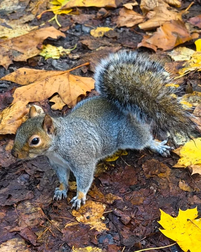 129.article de blog.Londres-Ecureuil-01.jpg