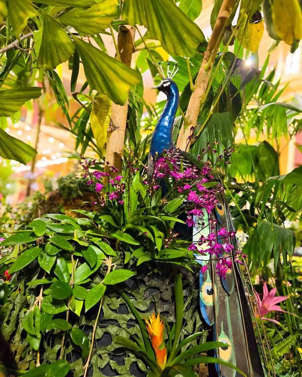 104.billet de blog -Fête du Citron 2025 - orchidées - 07.jpg
