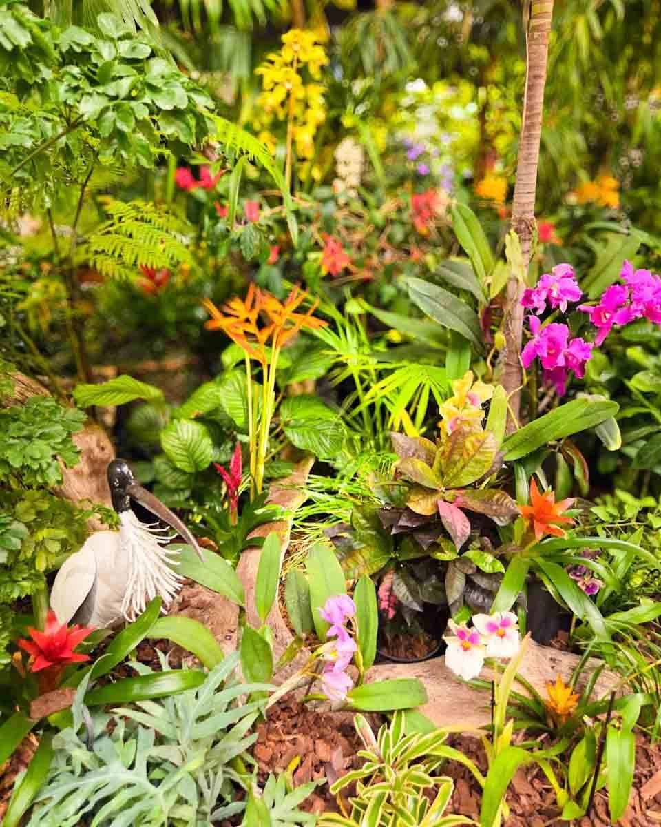 104.billet de blog -Fête du Citron 2025 - orchidées - 04.jpg