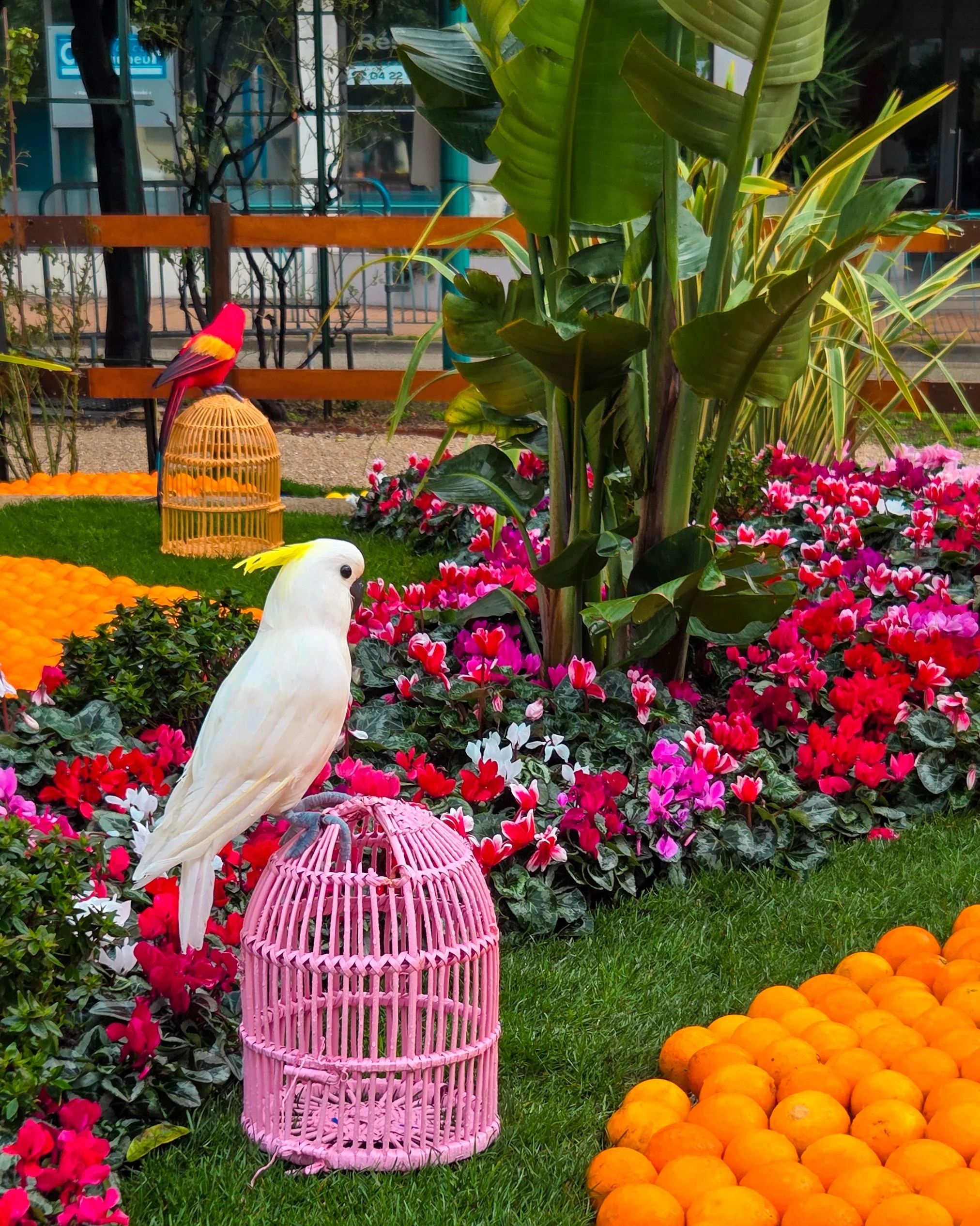 133.Fete du Citron 2026 - Merveilles du Vivant - Jardins-07.jpg