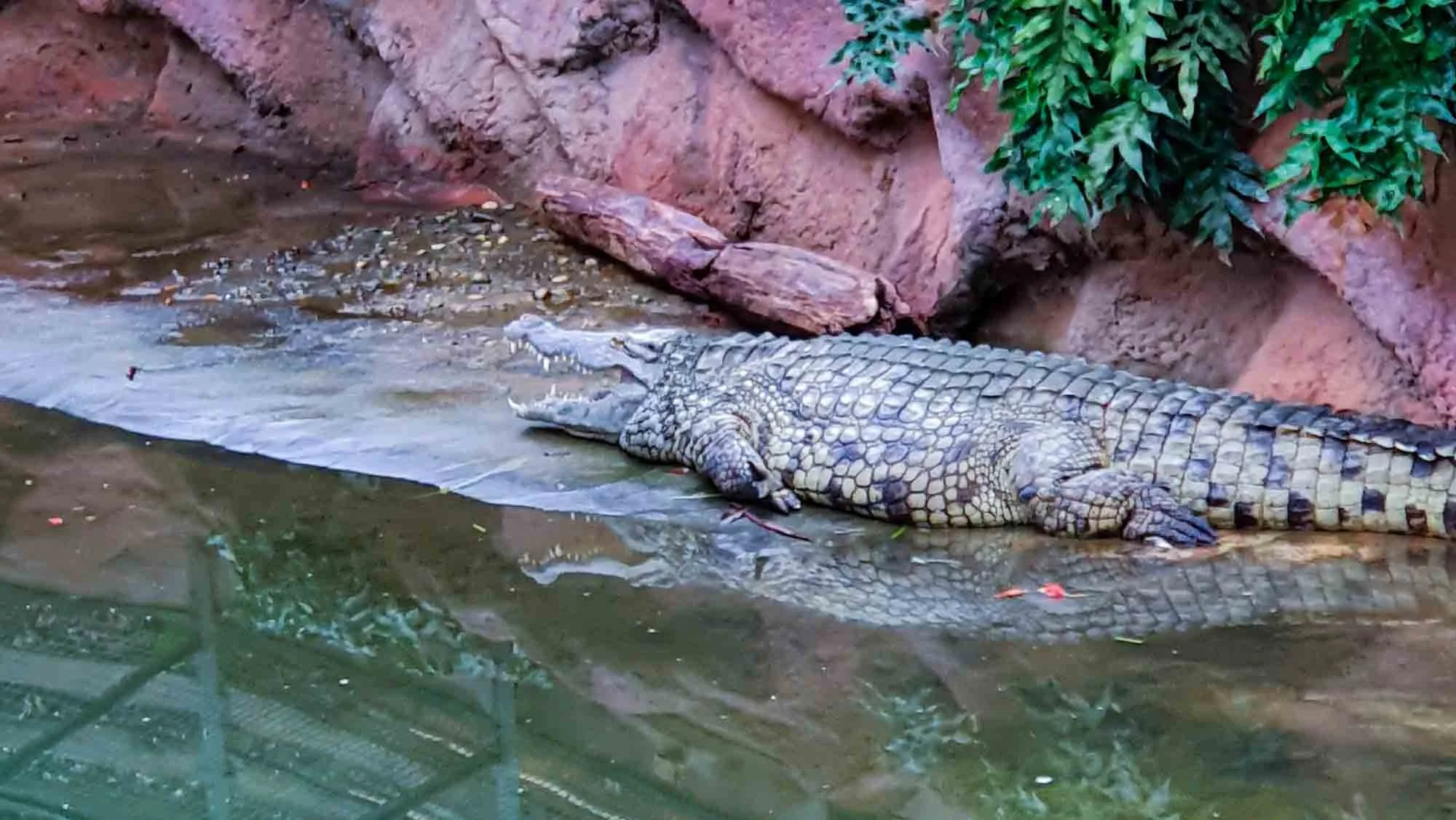 La Ferme aux Crocodiles
