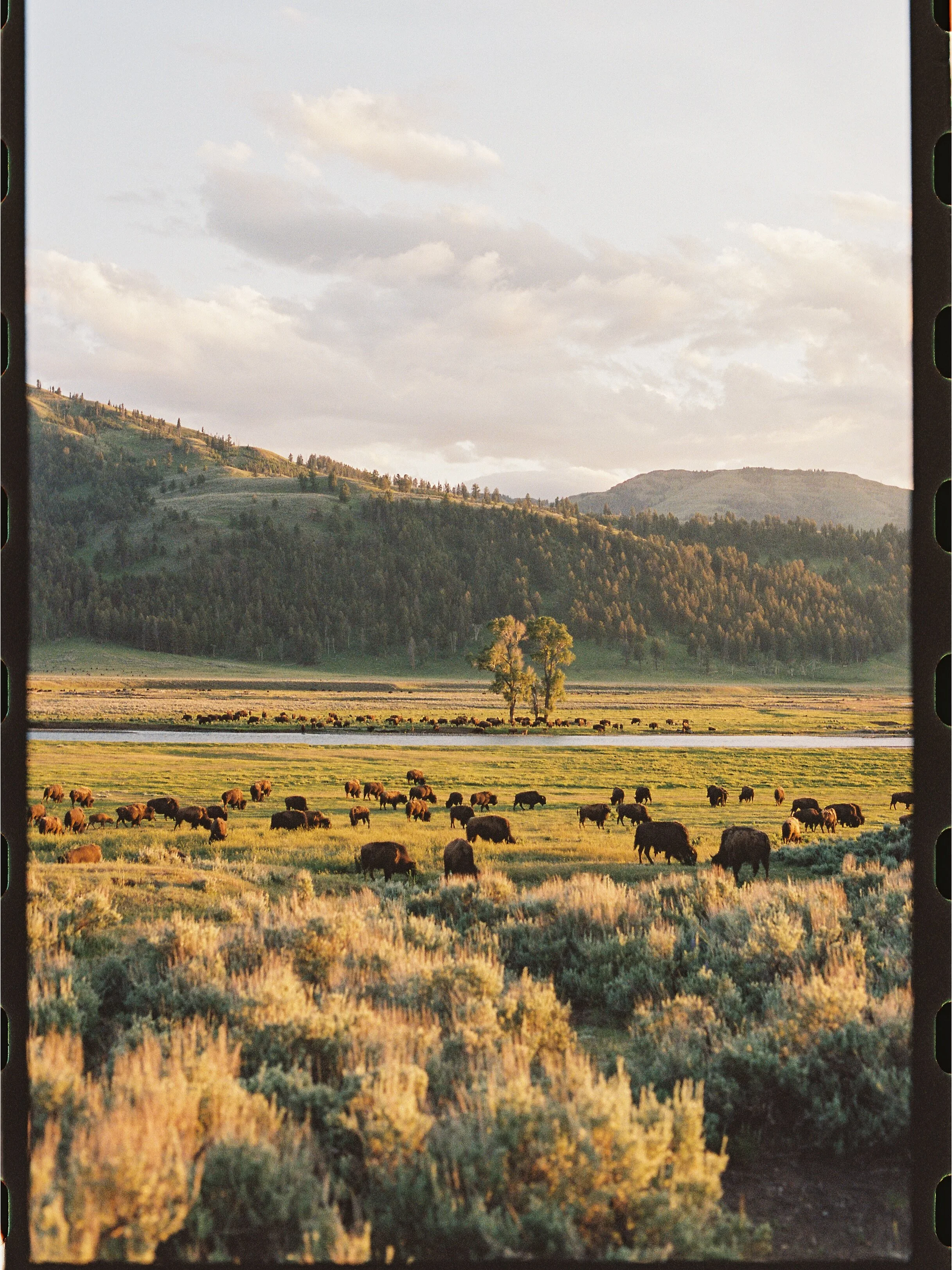 An evening commute through yellowstone, on film 🎞️🤍

// montana wedding photographer, film photography, yellowstone national park