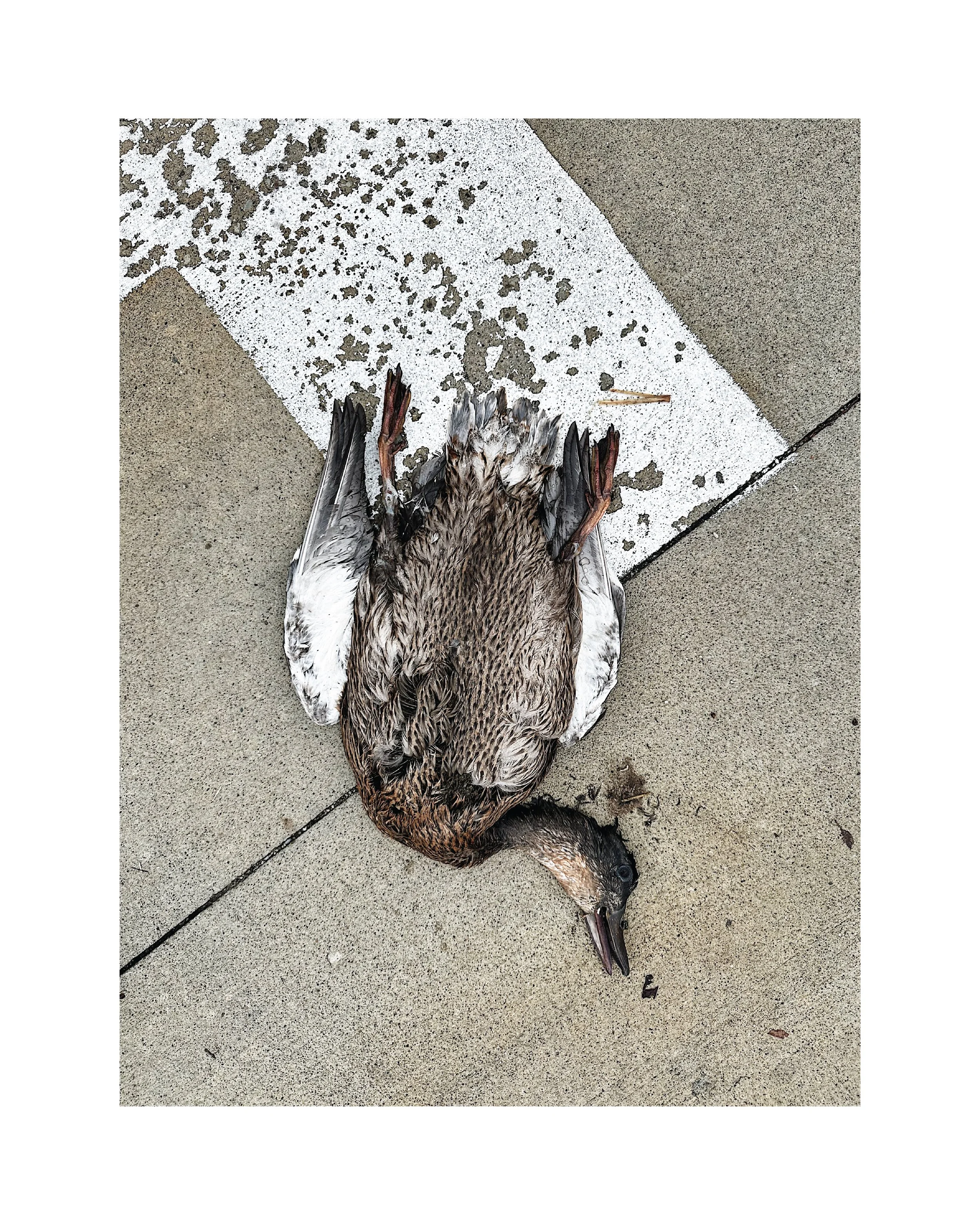 *  7 / 9 – 24 ::: _339°52'24" N 86°8'39" W :::