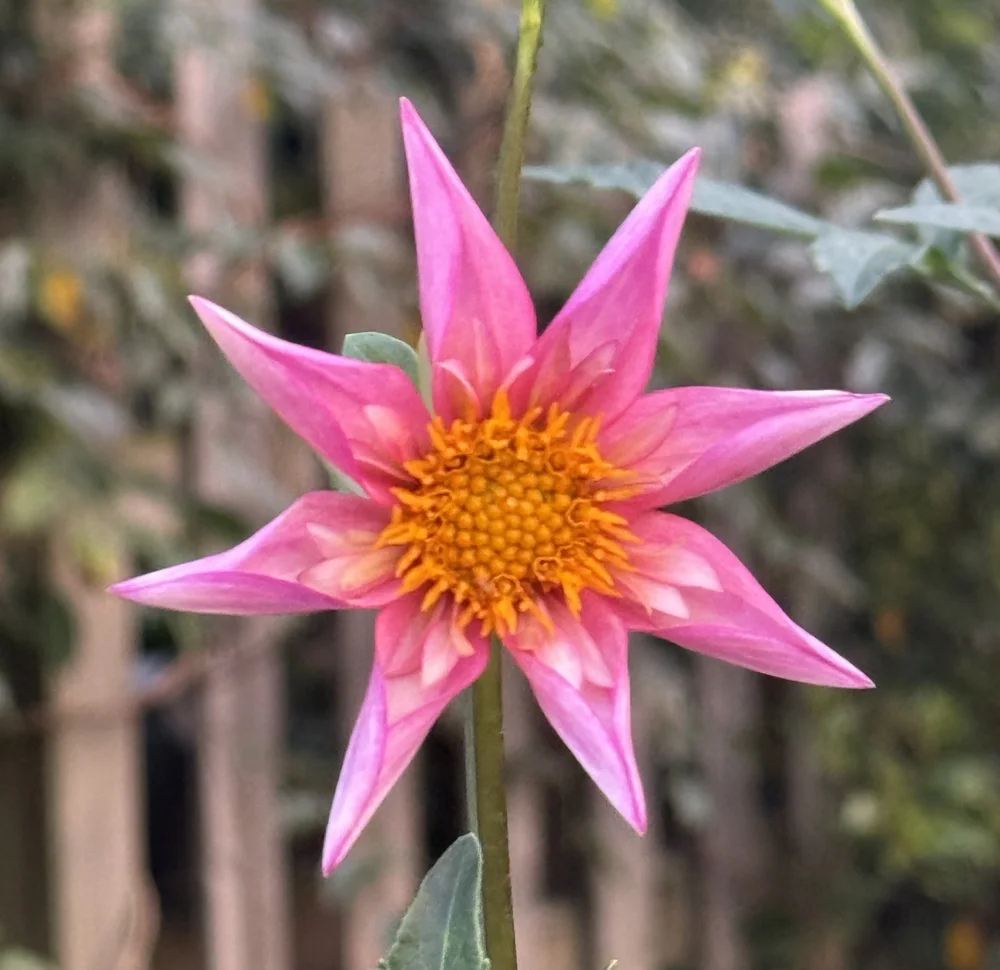 Bloomquist Ginger — Cottage Blooms | dahlia | cut flower farm