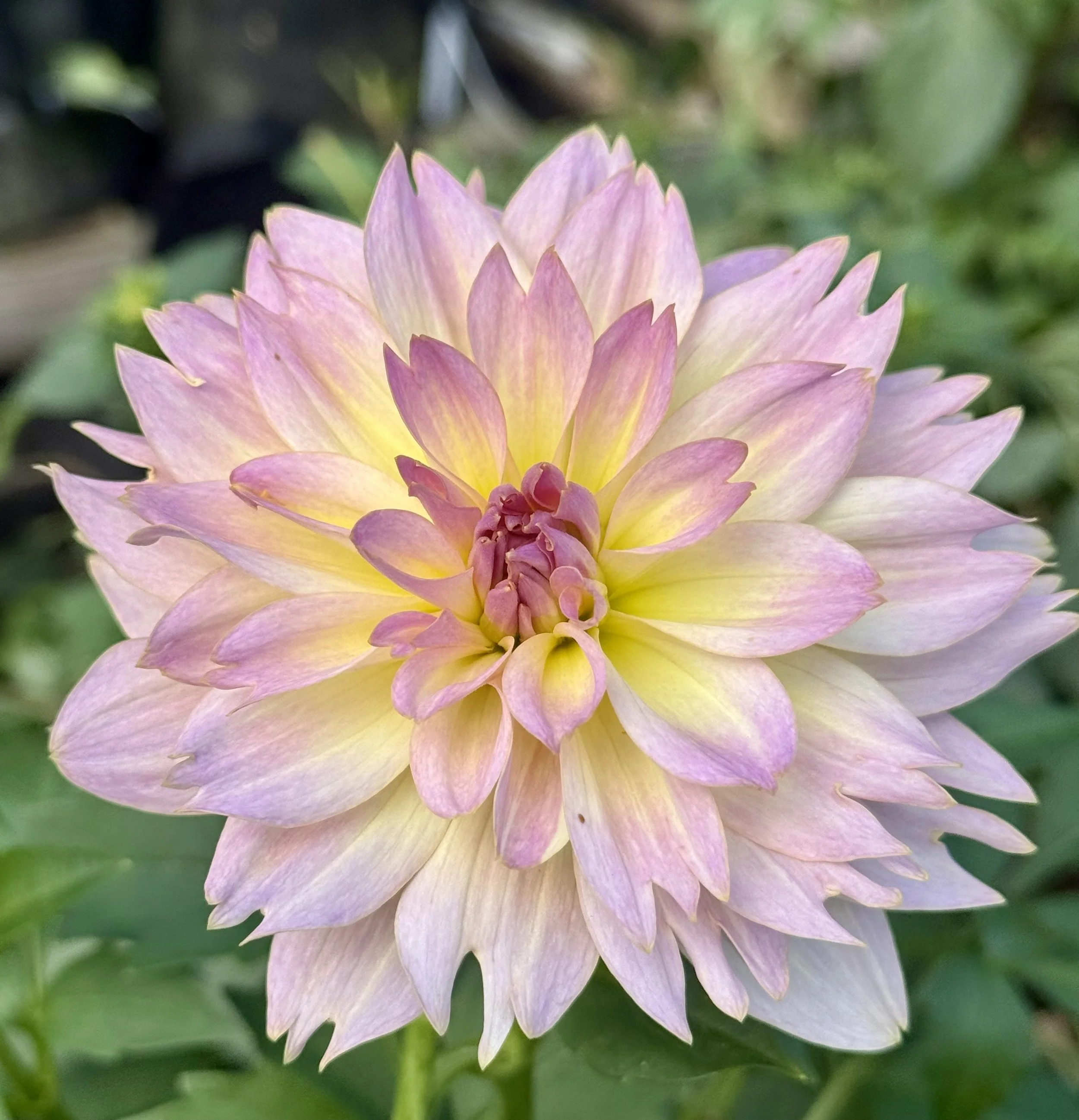 Joel's Favorite  (Limit 1)