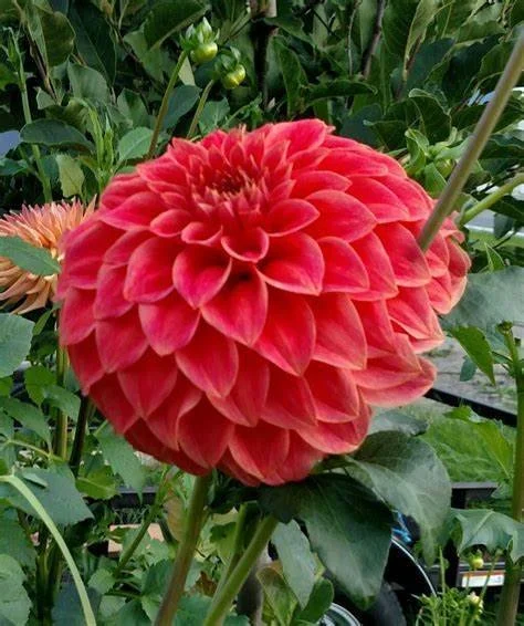Sylvia Craig Hunter — Cottage Blooms