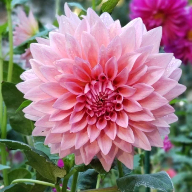 Wyn's Pink Pearl — Cottage Blooms