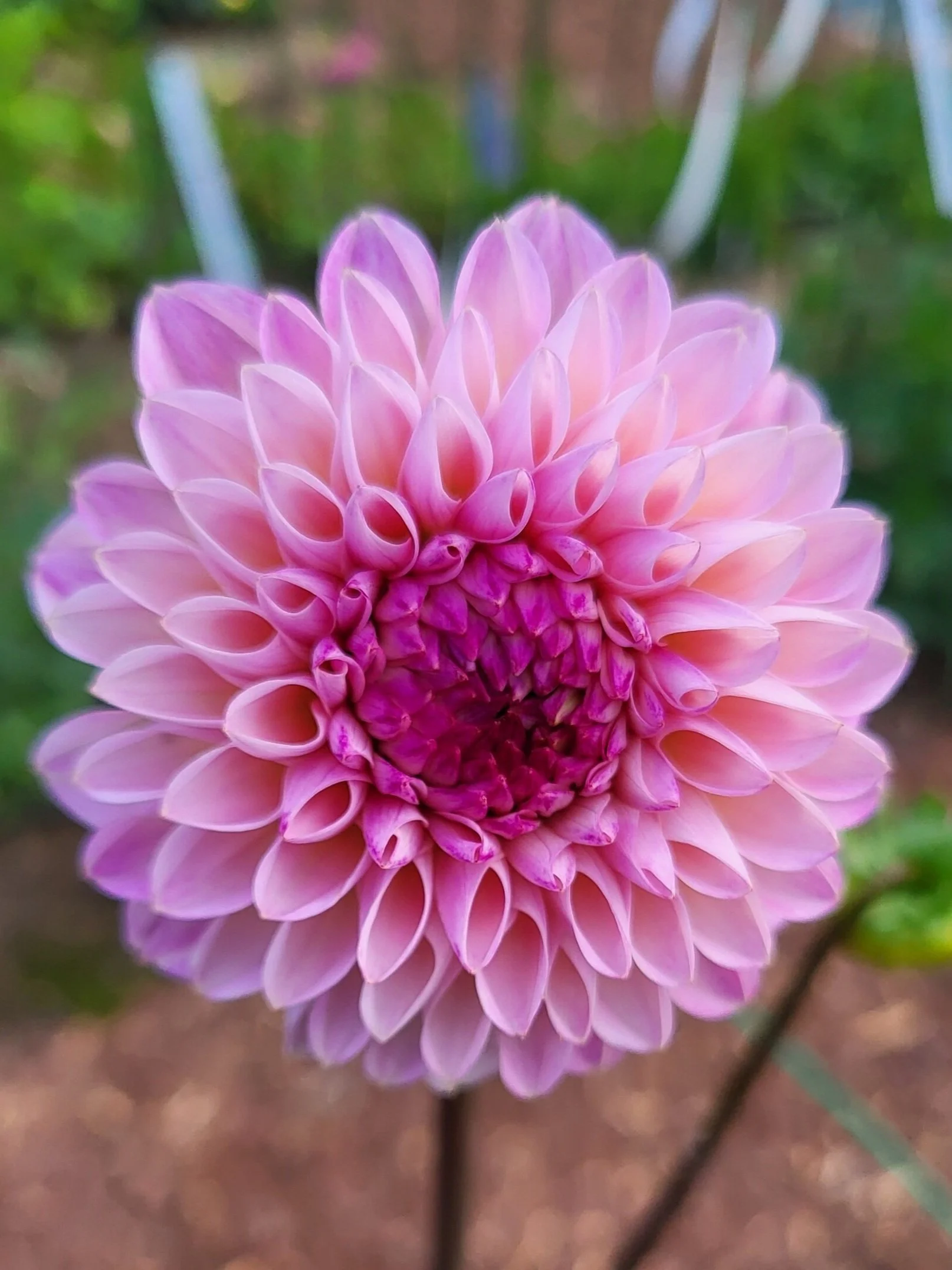 Wine Eyed Jill — Cottage Blooms dahlia cut flower farm bouquets