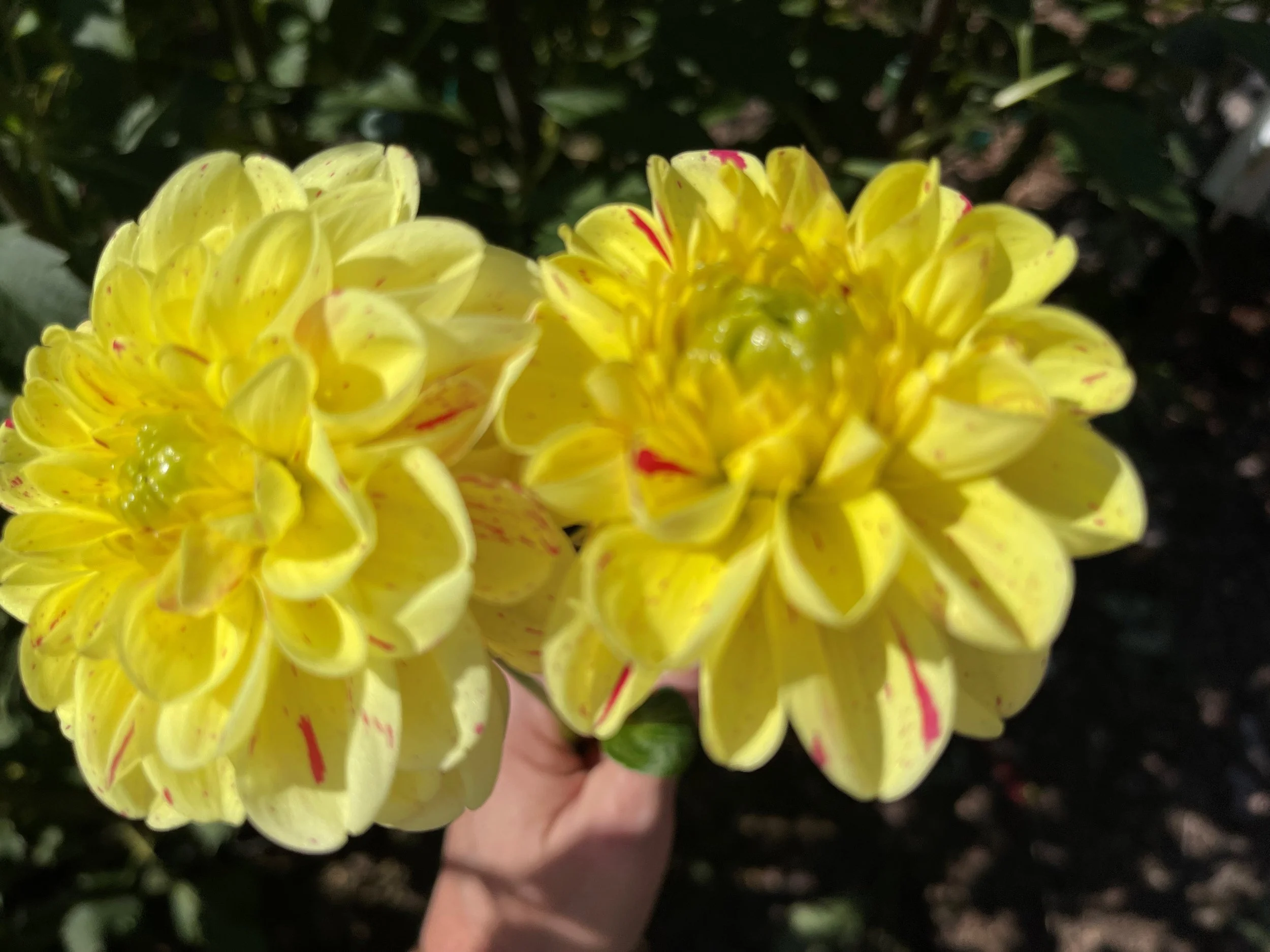 Coseytown Dexter — Cottage Blooms dahlia cut flower farm bouquets