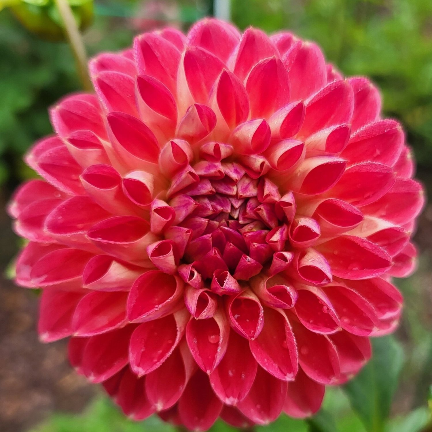 Coseytown Neon Flash — Cottage Blooms, dahlia