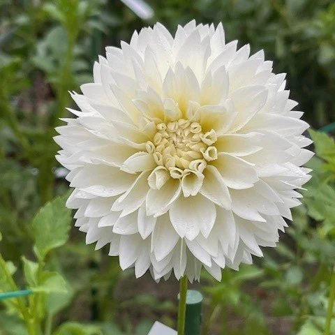 Myama Fubuki