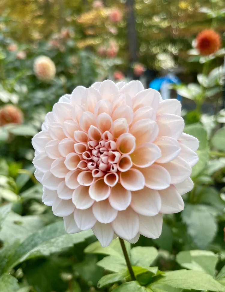 Lee's Pineberry Trifle — Cottage Blooms | dahlia | cut flower farm