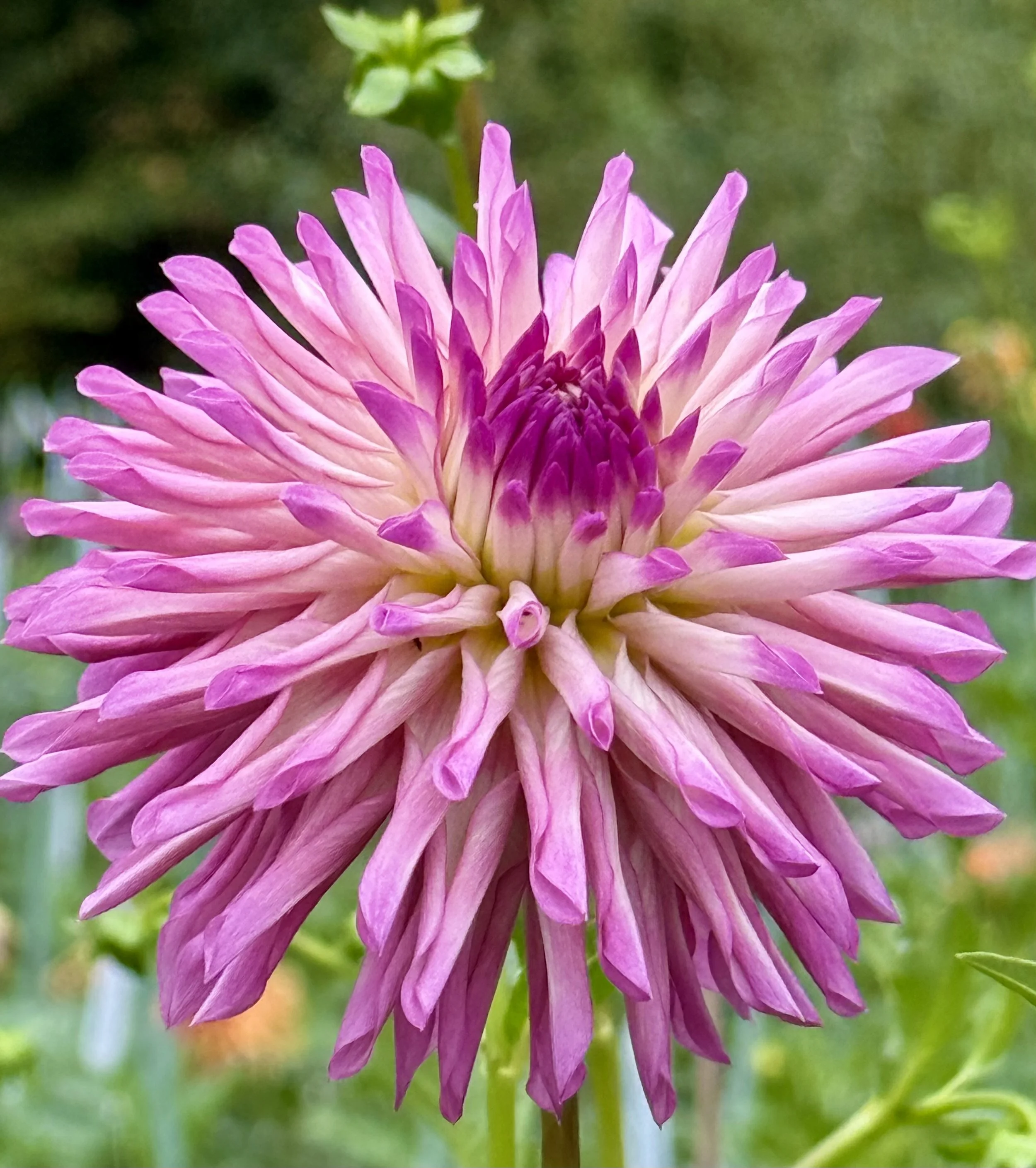 Bloomquist Fantastic