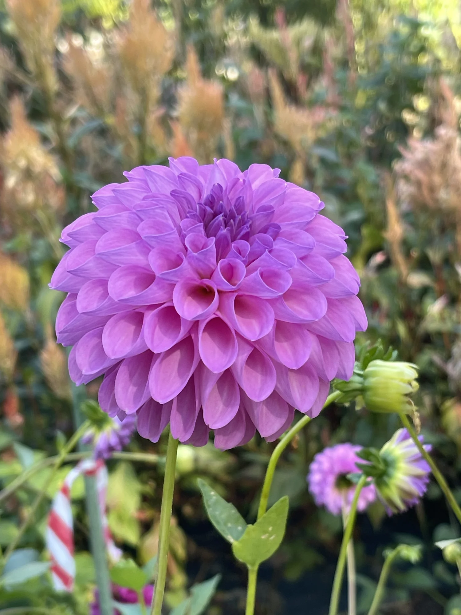 Dahliaページ 20th Avenue Pure Prince — Cottage Blooms | dahlia | cut