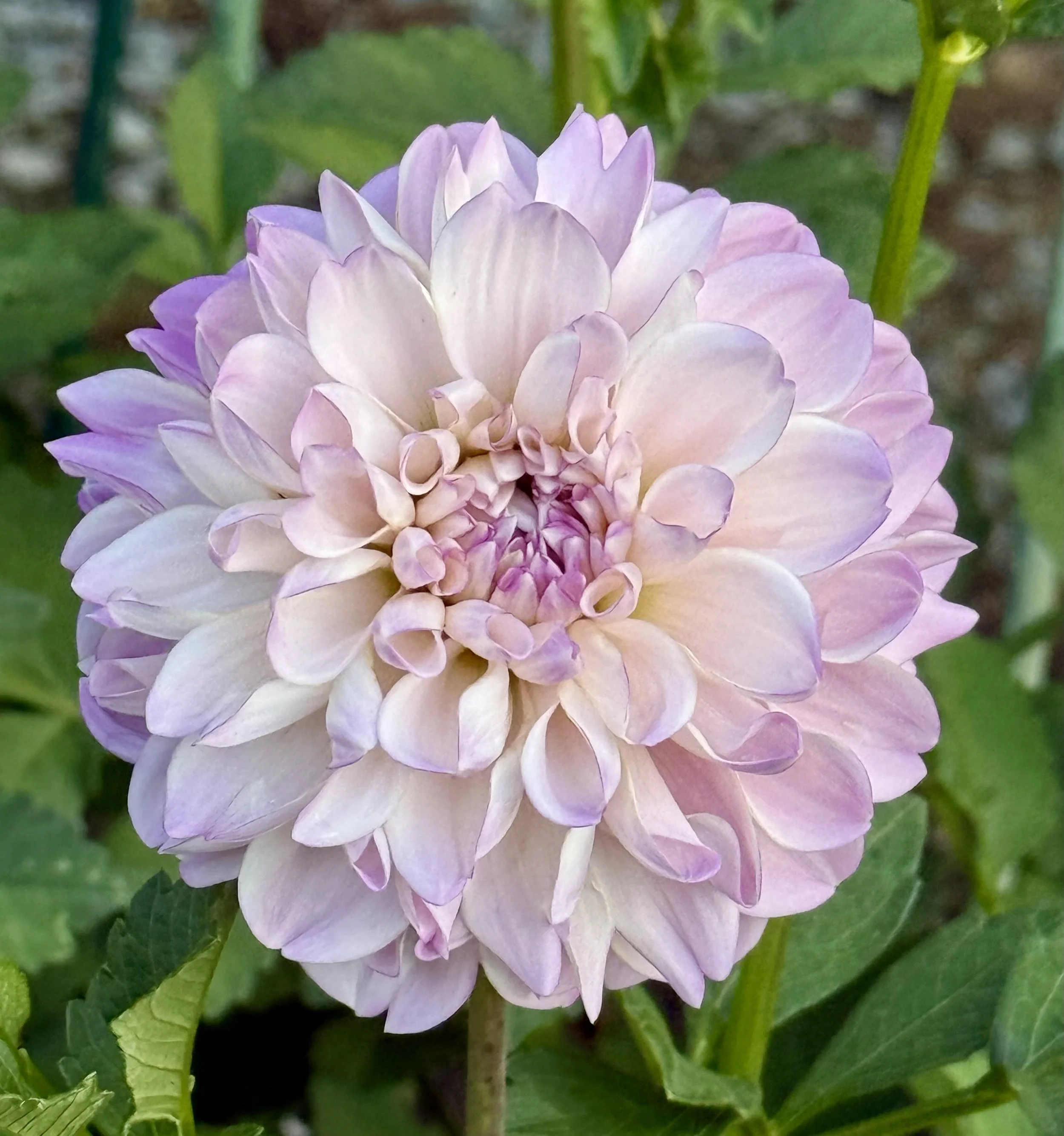 Marionberry Milkshake