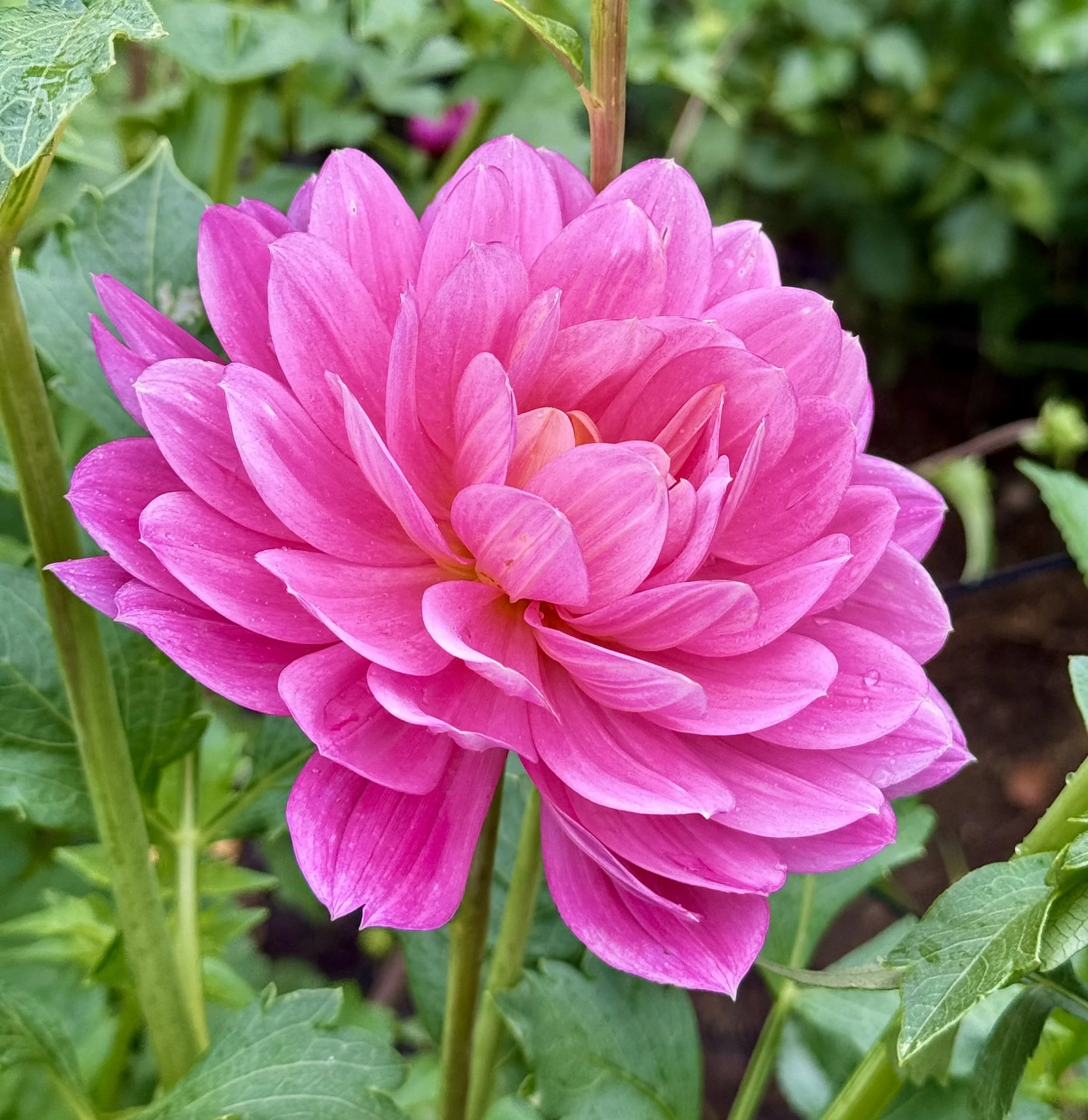 Hollyhill Pink Martini