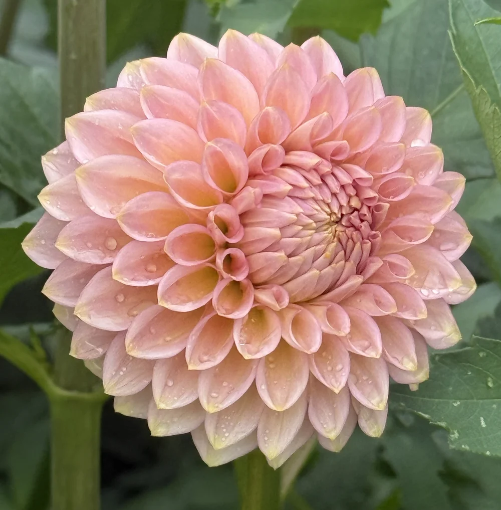 20th Ave Pink Cloud (Limit 1) — Cottage Blooms | dahlia | cut