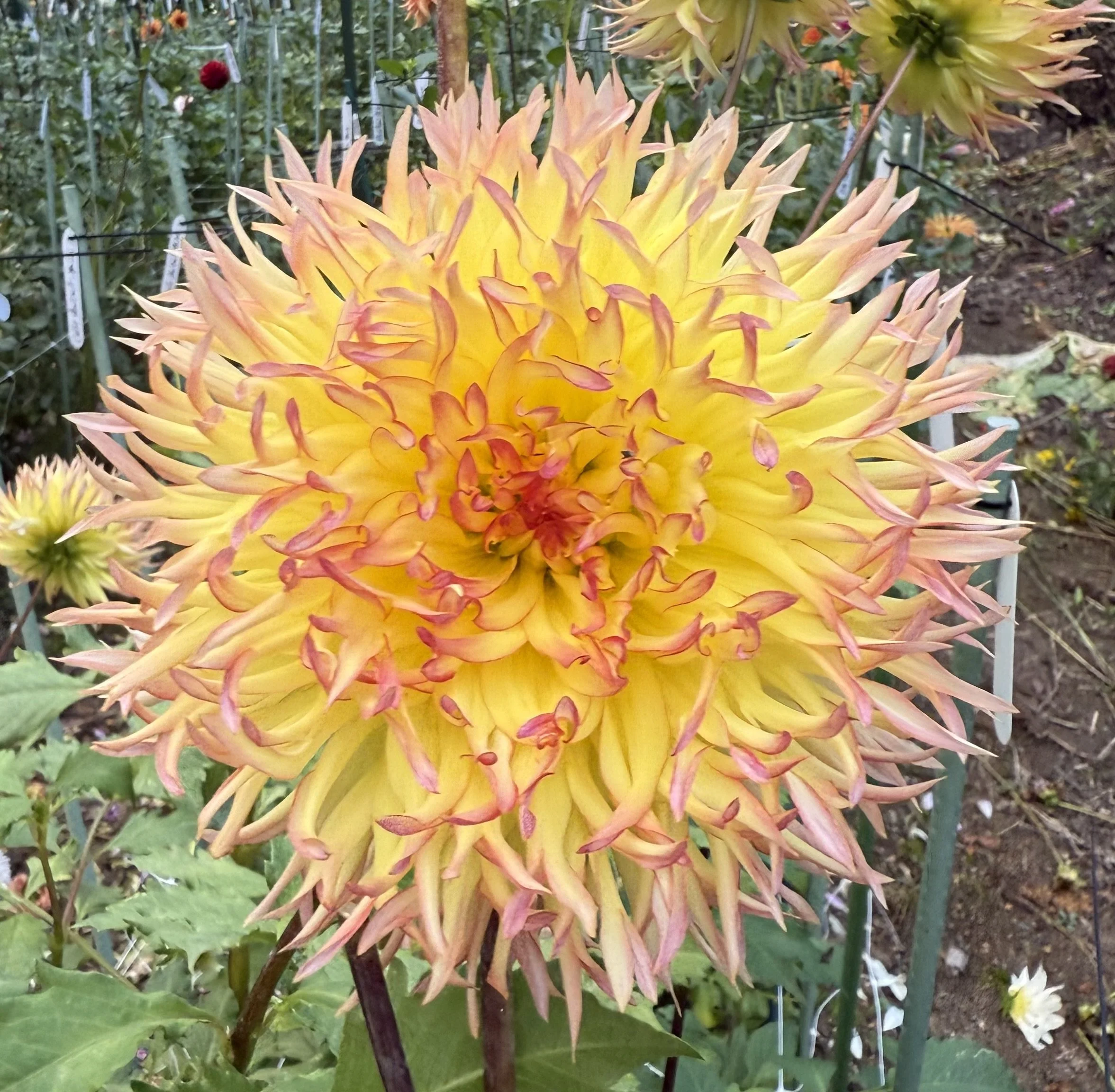 Bloomquist Willie Nilly