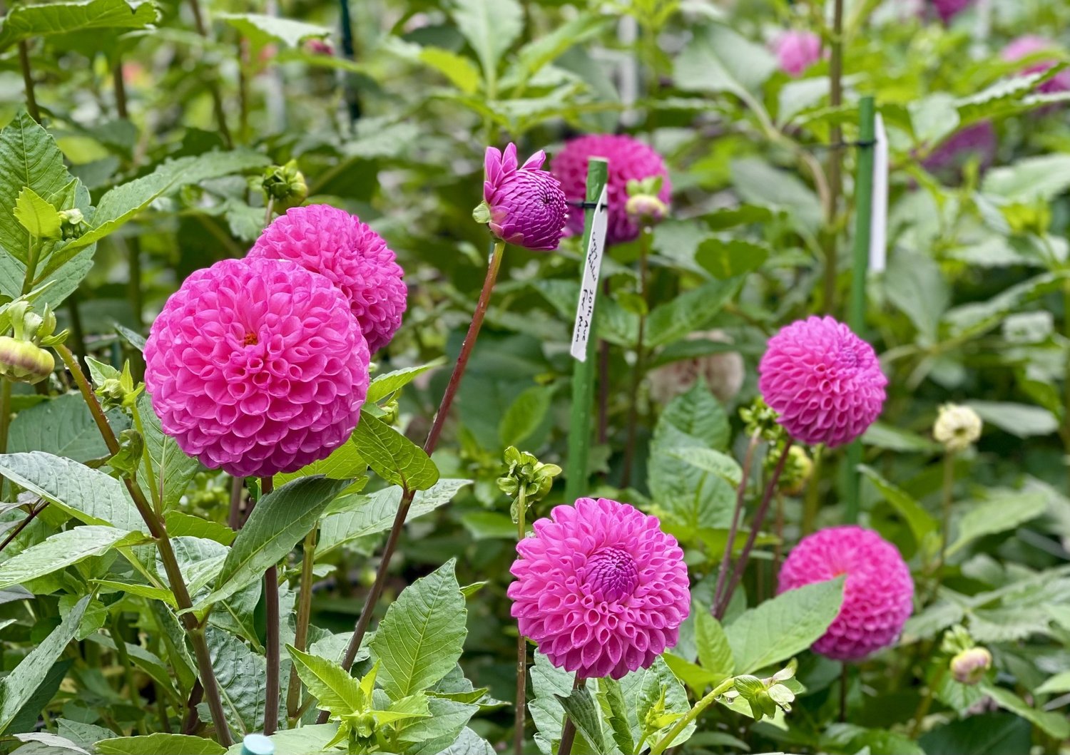 20th Ave for Mom — Cottage Blooms | dahlia | cut flower farm