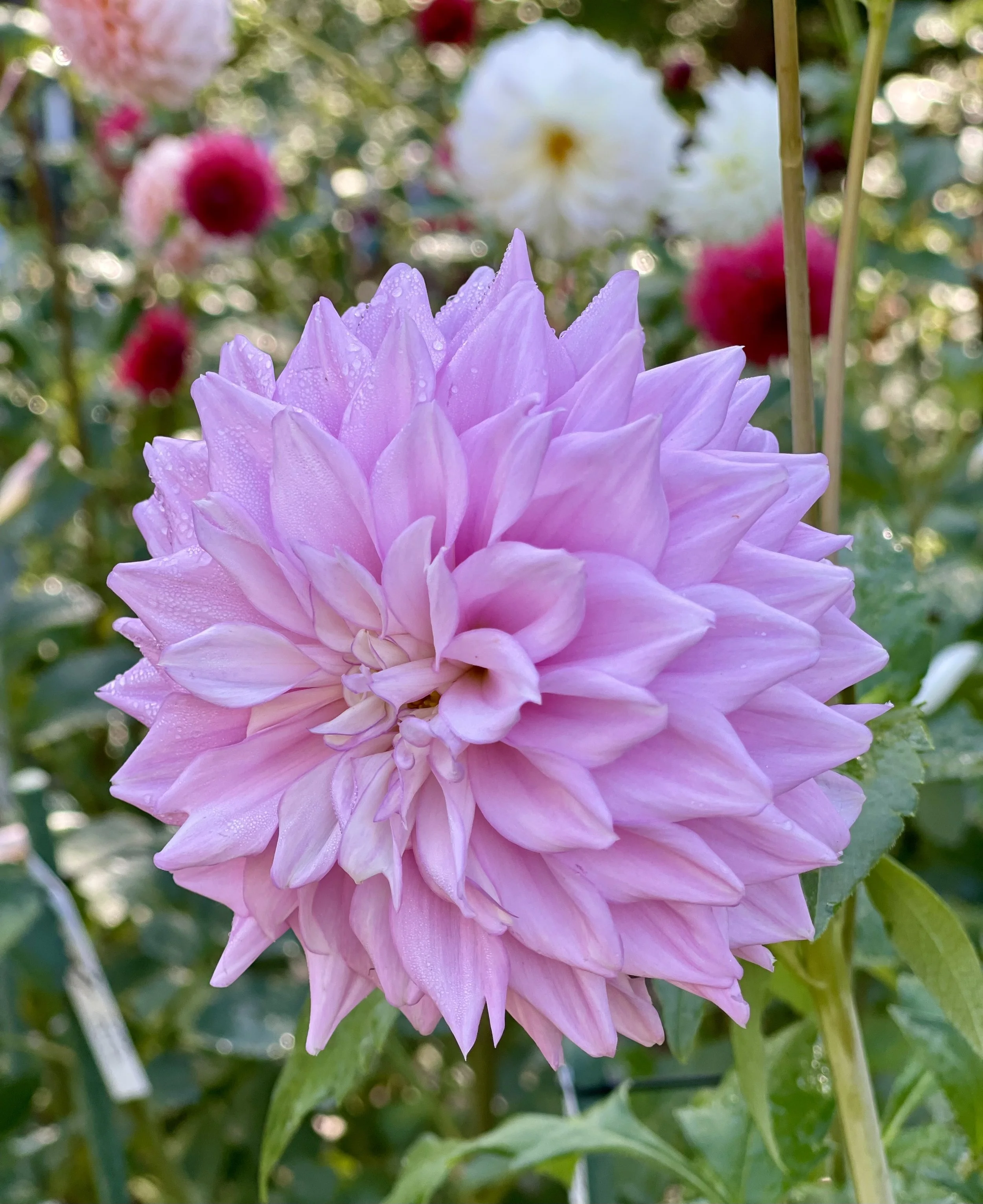 Lee's Blushed Charmeuse