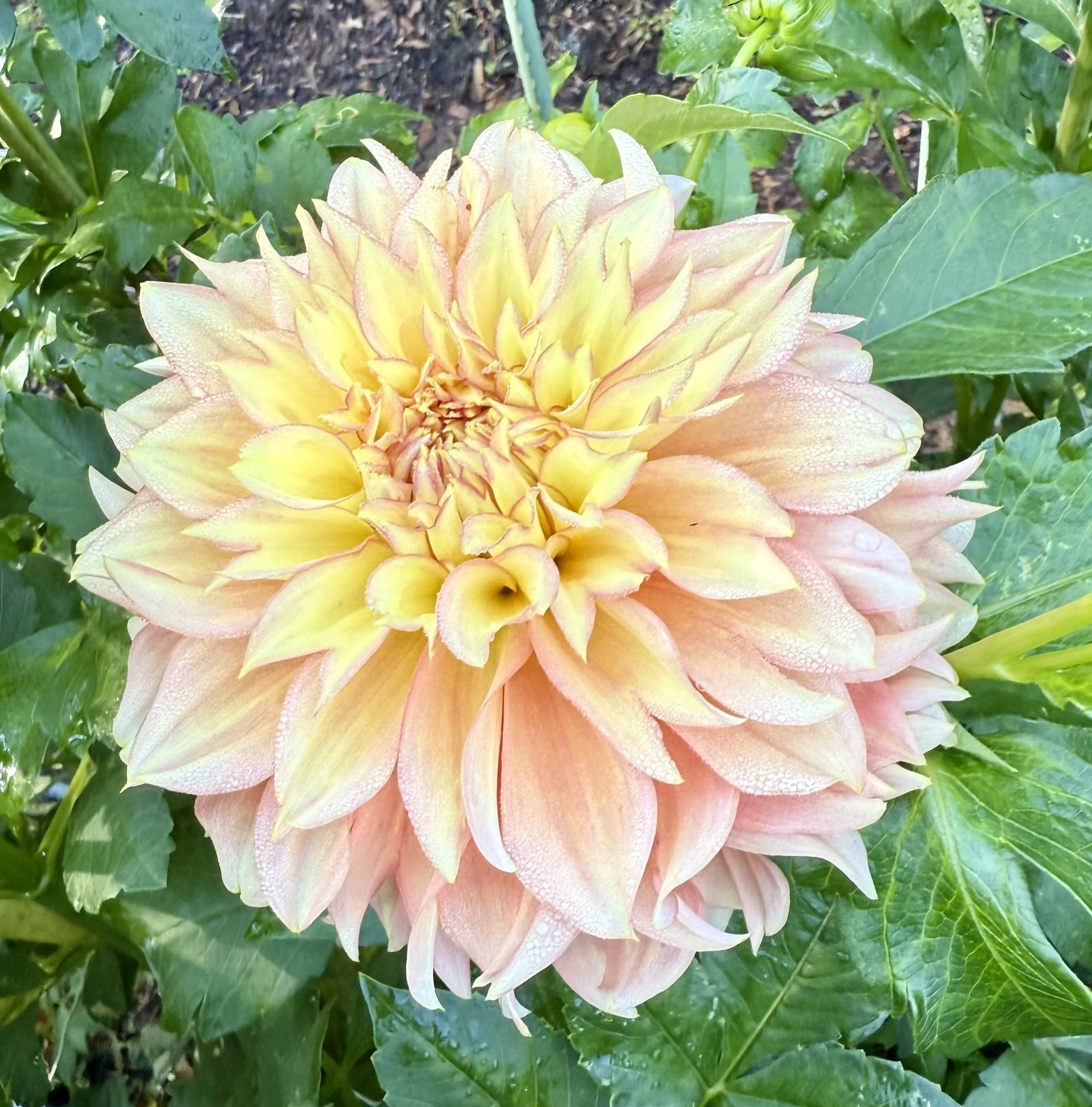 Lee's Savannah Spring