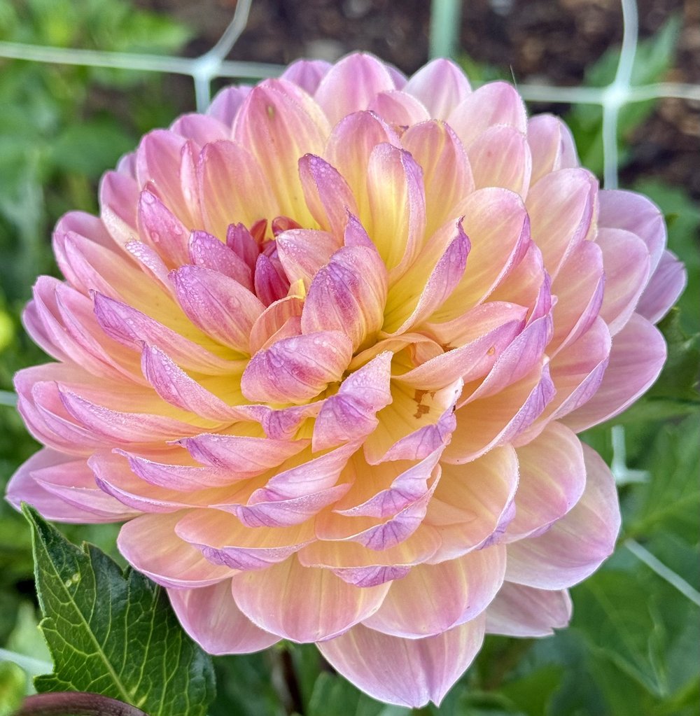 Sandia Bliss — Cottage Blooms | dahlia | cut flower farm