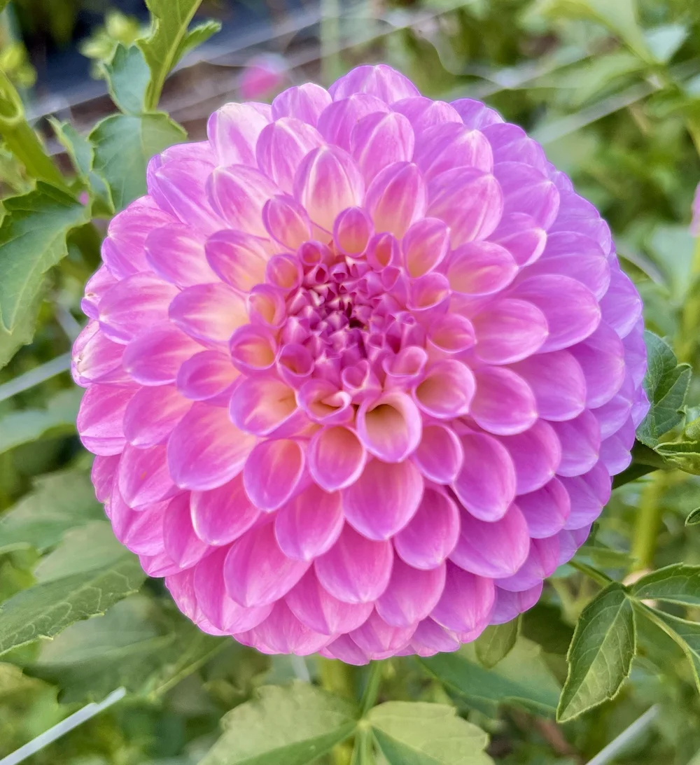 20th Ave Pure Prince — Cottage Blooms | dahlia | cut flower farm