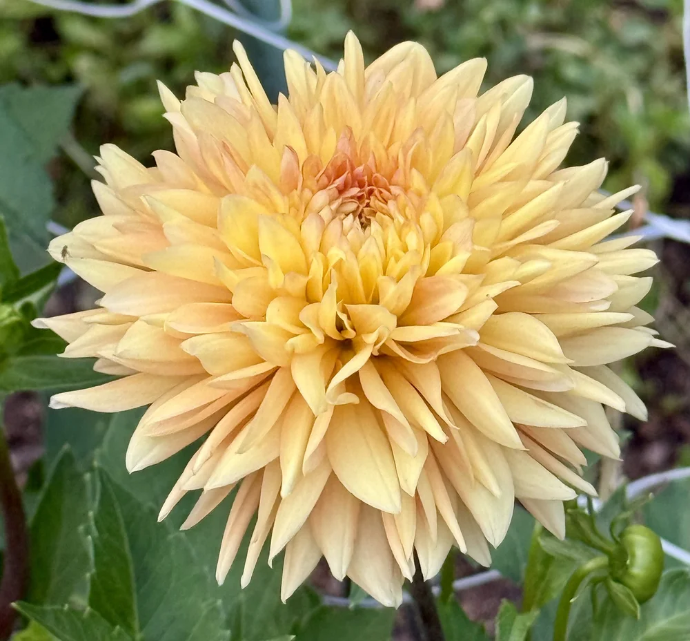 Lee's Marmalade Fizz — Cottage Blooms | dahlia | cut flower farm