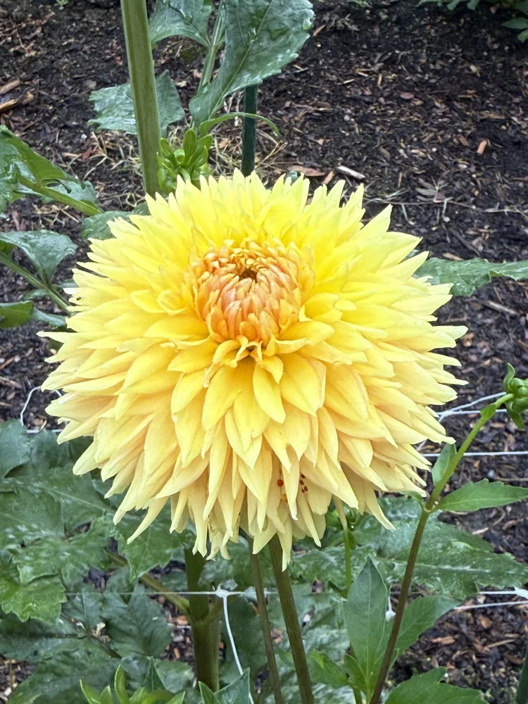 Lee's Marmalade Fizz — Cottage Blooms | dahlia | cut flower farm