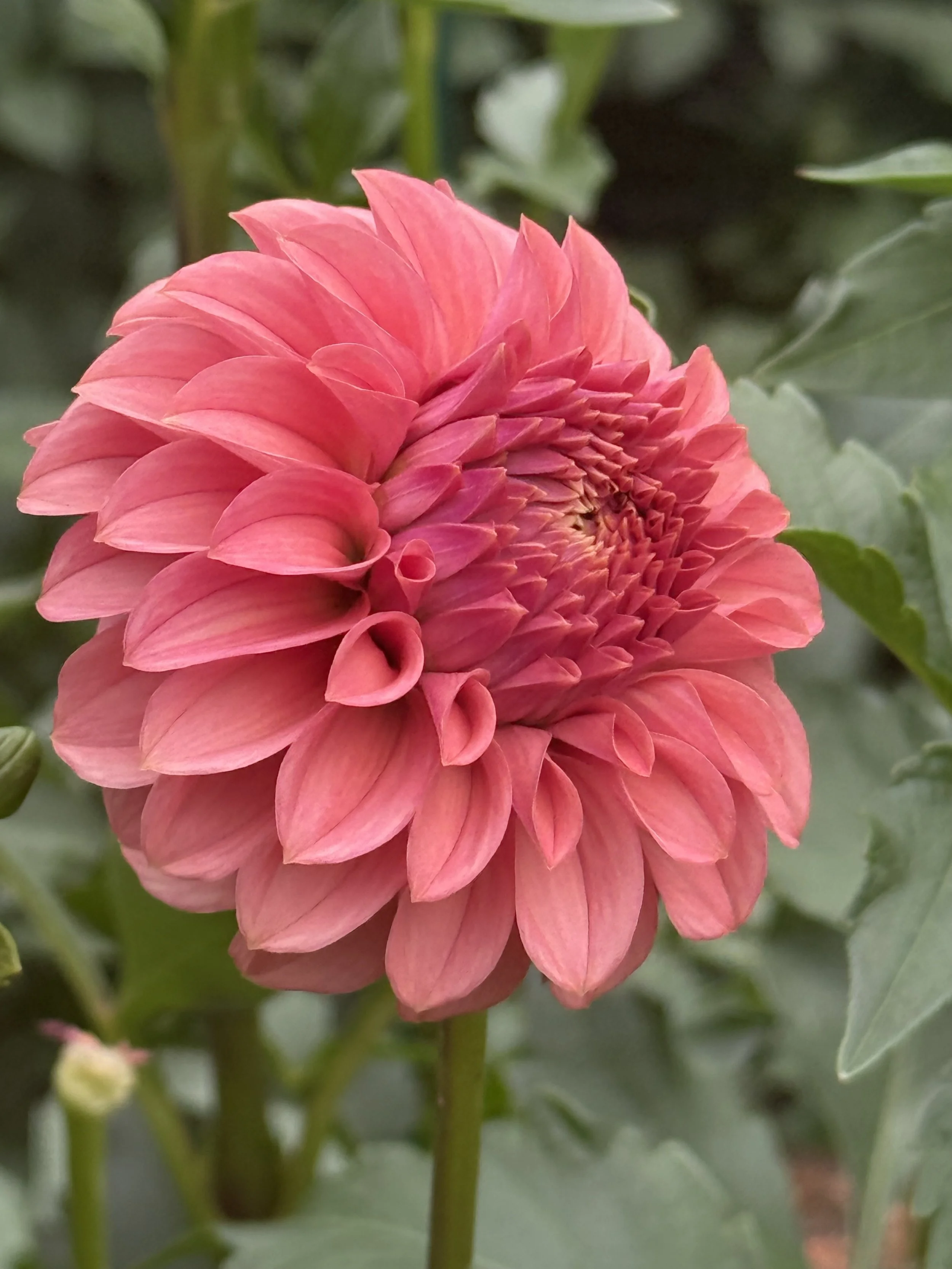 KA’s® Keltie Rose