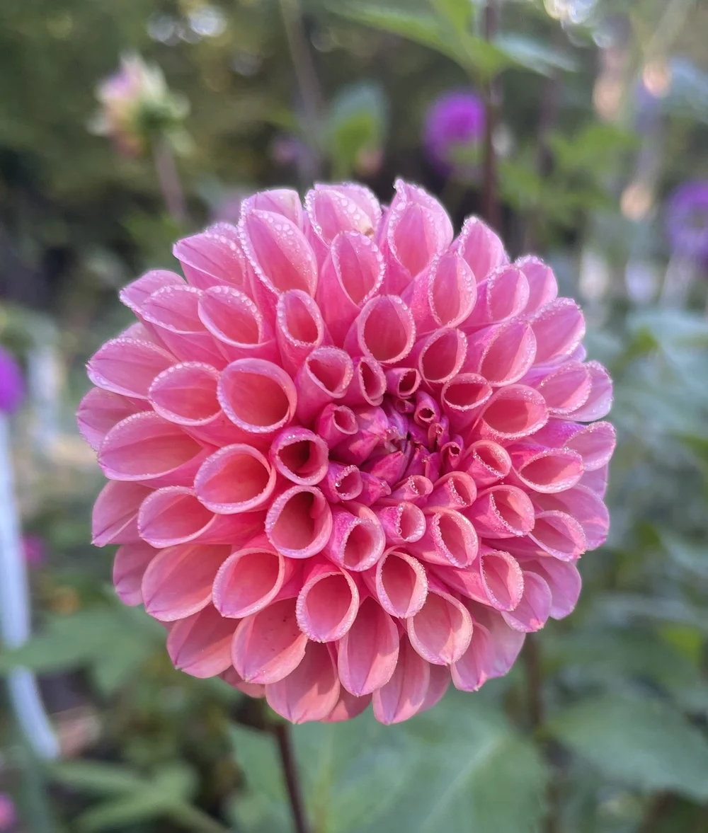 Bracken Ruse — Cottage Blooms | dahlia | cut flower farm