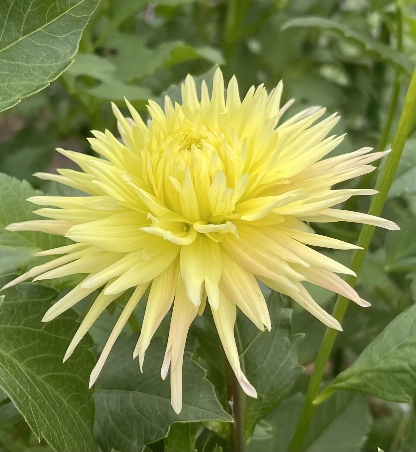 Laciniated — Dahlia Tubers — Cottage Blooms | Dahlias | Cut Flower