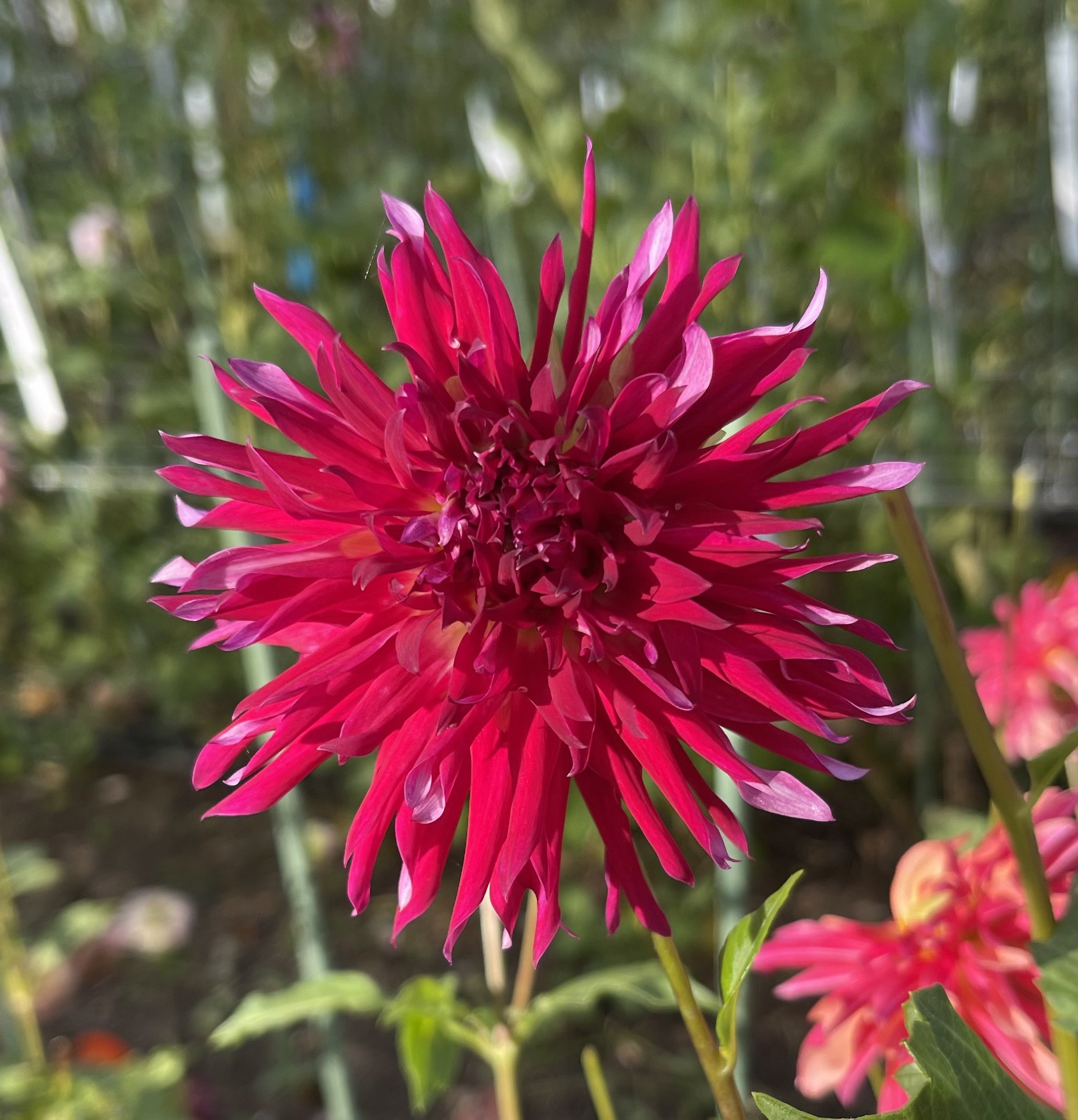 Laciniated — Dahlia Tubers — Cottage Blooms | Dahlias | Cut Flower