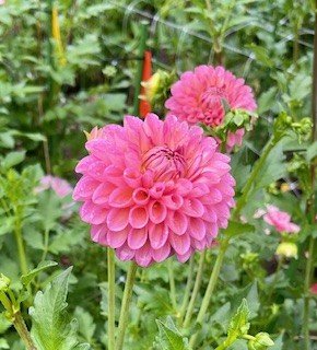 Westerton Pearl3.jpg