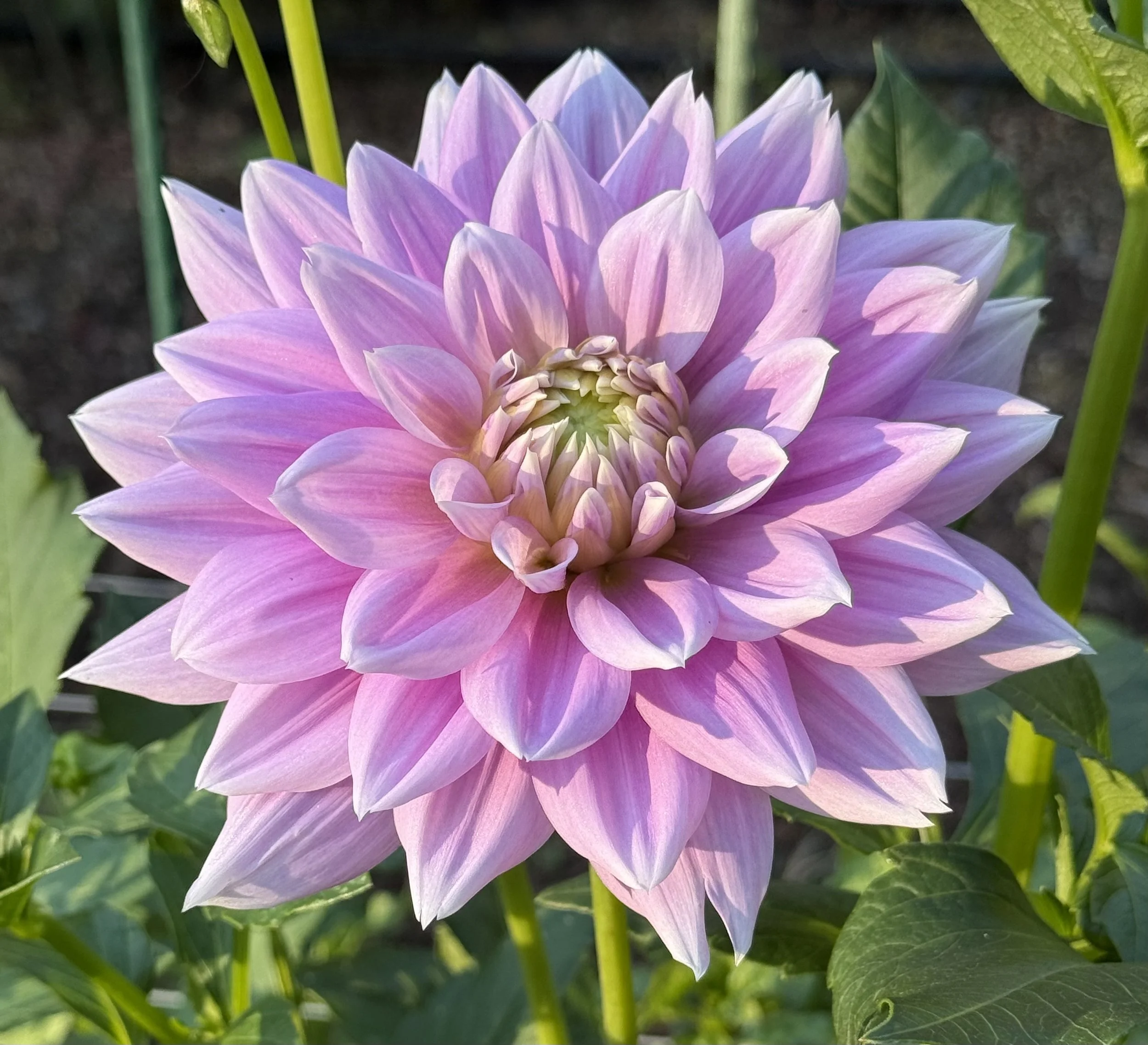 Ferncliff Inspiration