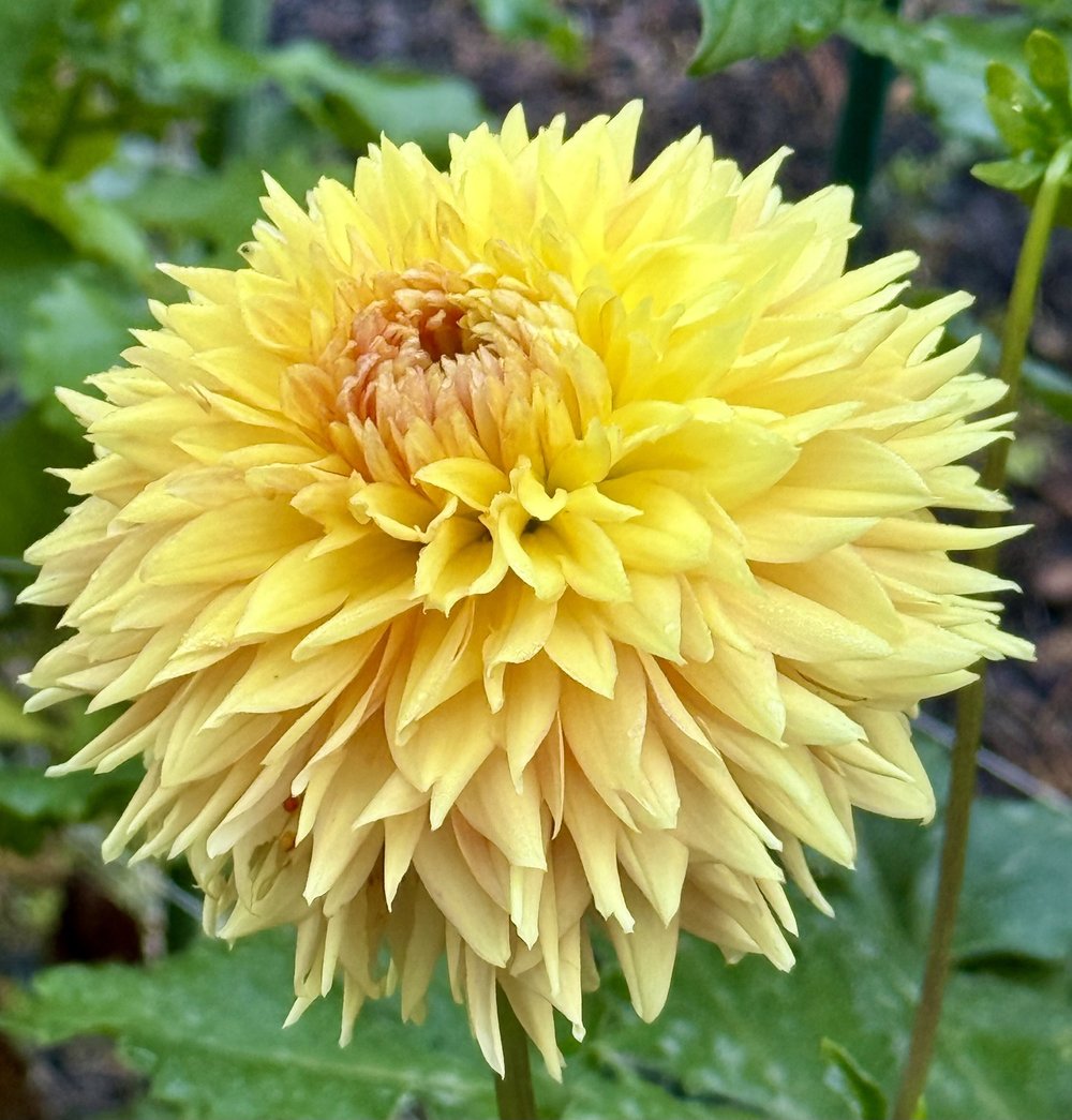 Lee's Marmalade Fizz — Cottage Blooms | dahlia | cut flower farm