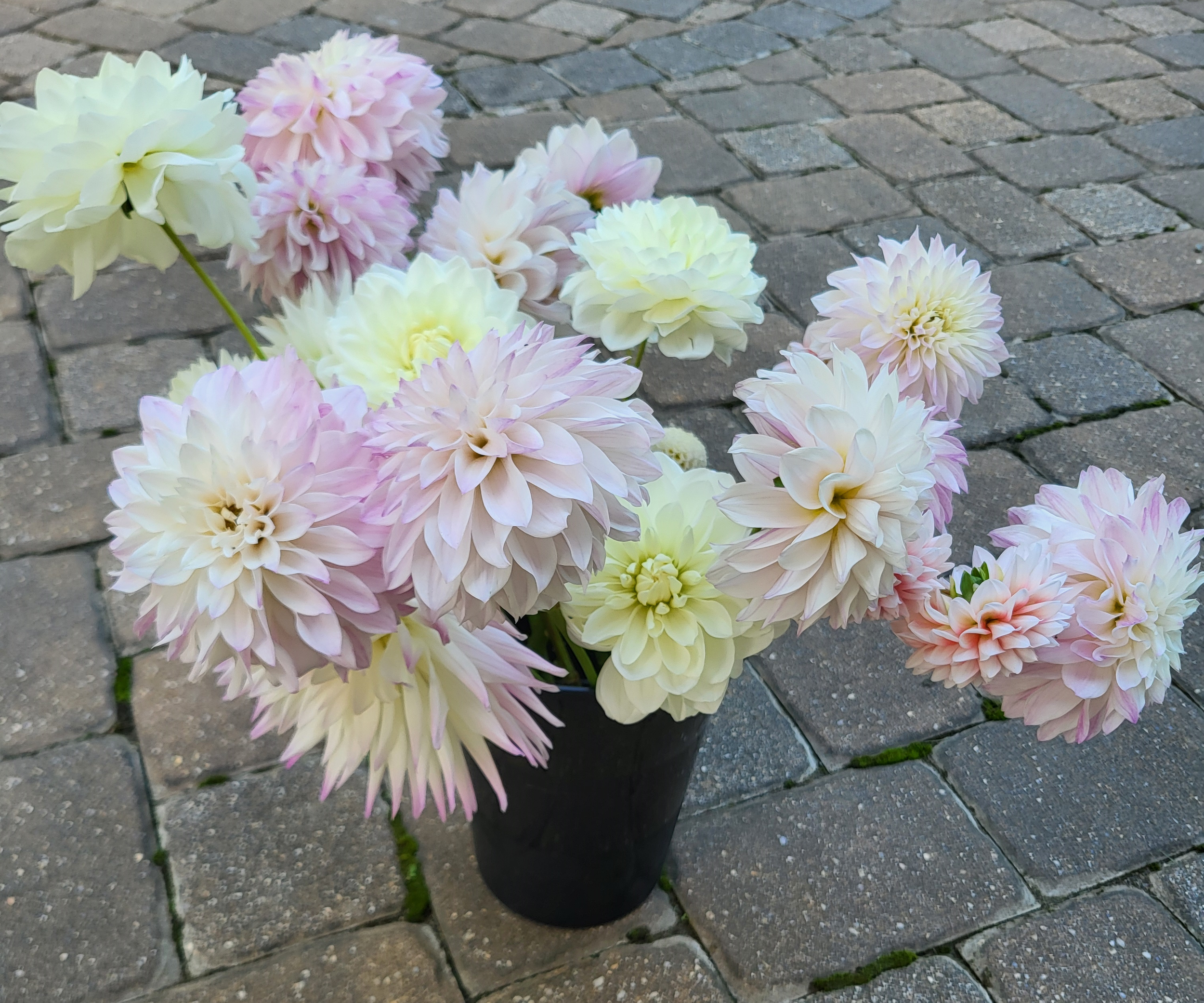 Dahlia bucket 4.png