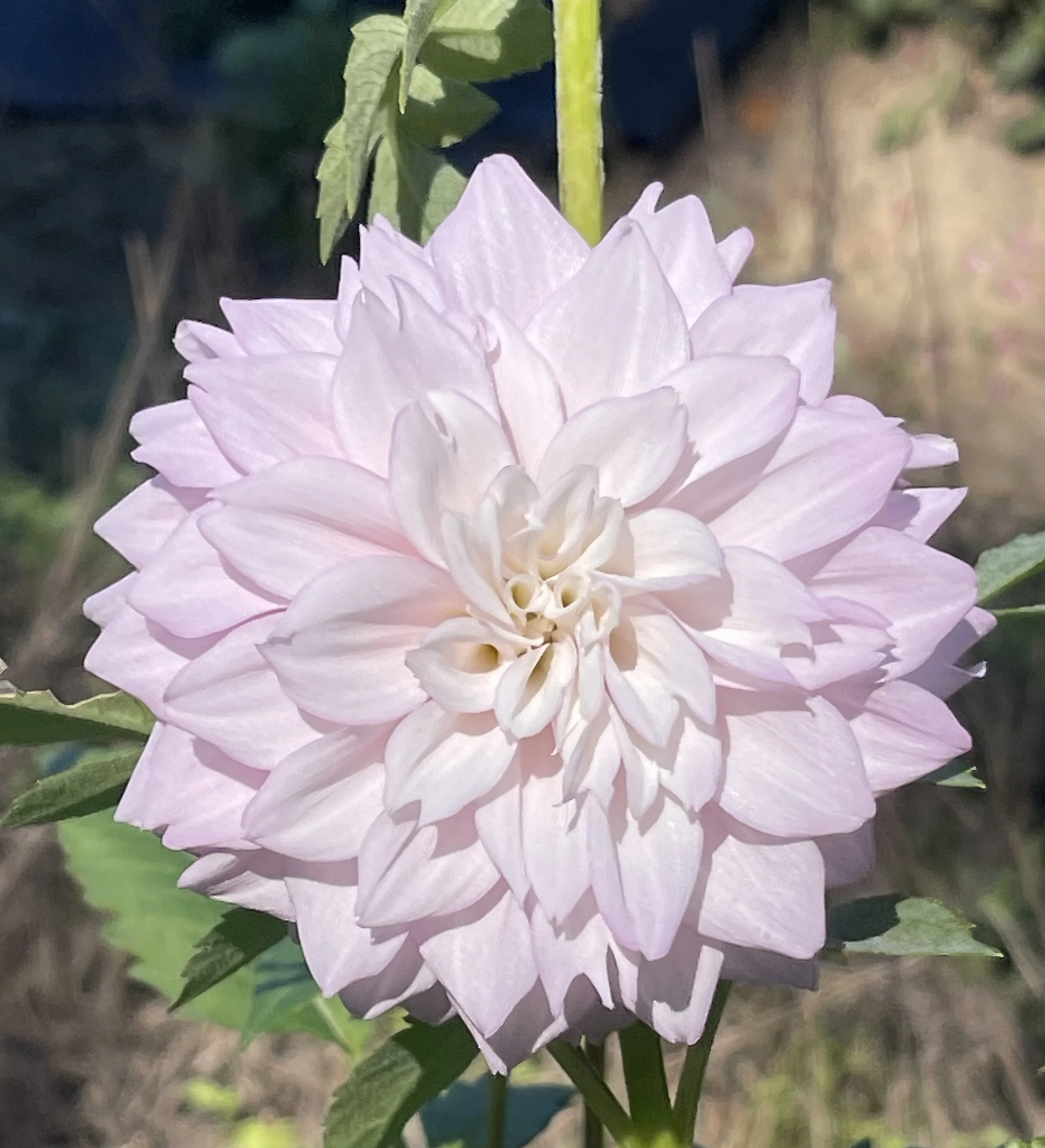 Lee's Blushed Charmeuse